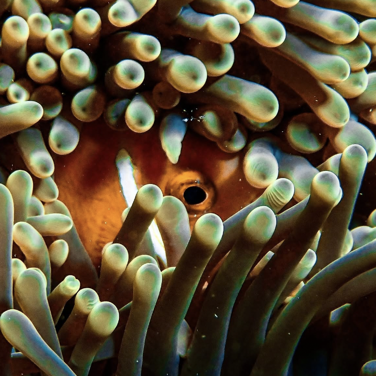 Close-up underwater photo of a clownfish hiding among sea anemones