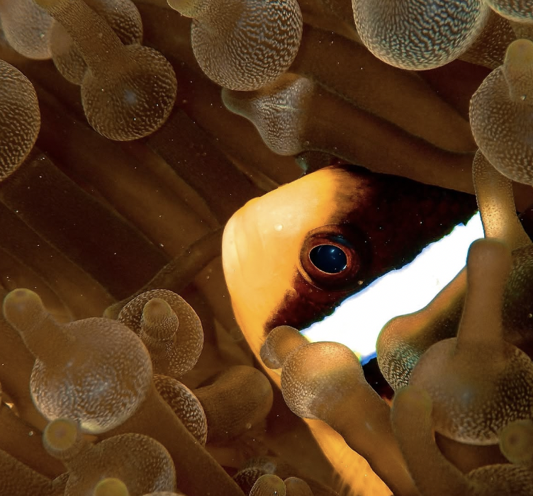 Close-up photo of a clownfish peeking through an anemone with round, textured tentacles.