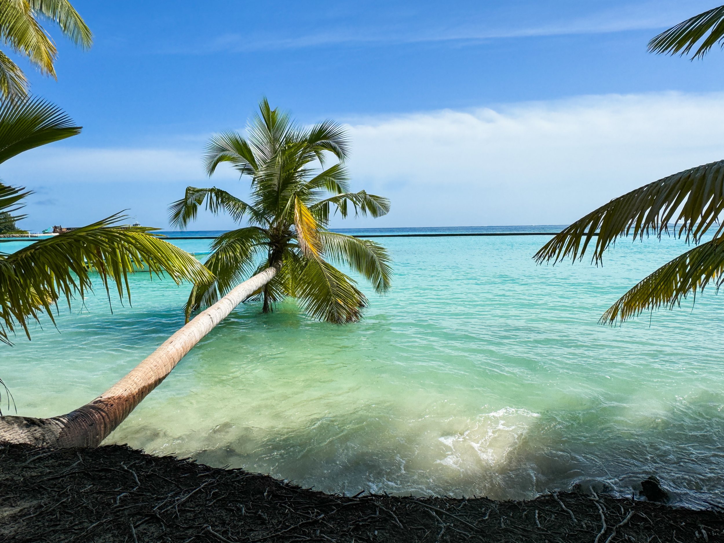 A tropical beach with turquoise water, surrounded by palm trees with green fronds, and a partly cloudy blue sky in the background.