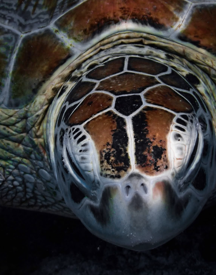 Close-up of a sea turtle's face underwater, showing detailed patterns of its shell and head.