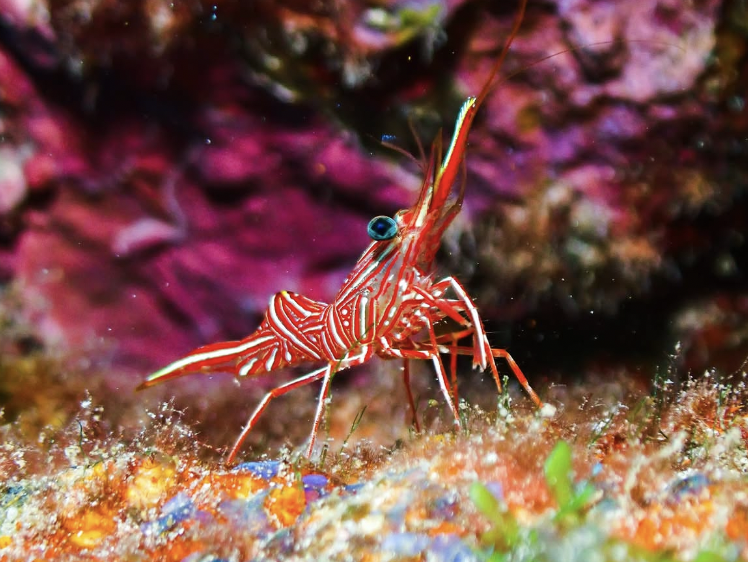Close-up of a red and white striped shrimp with blue eyes on a coral reef.