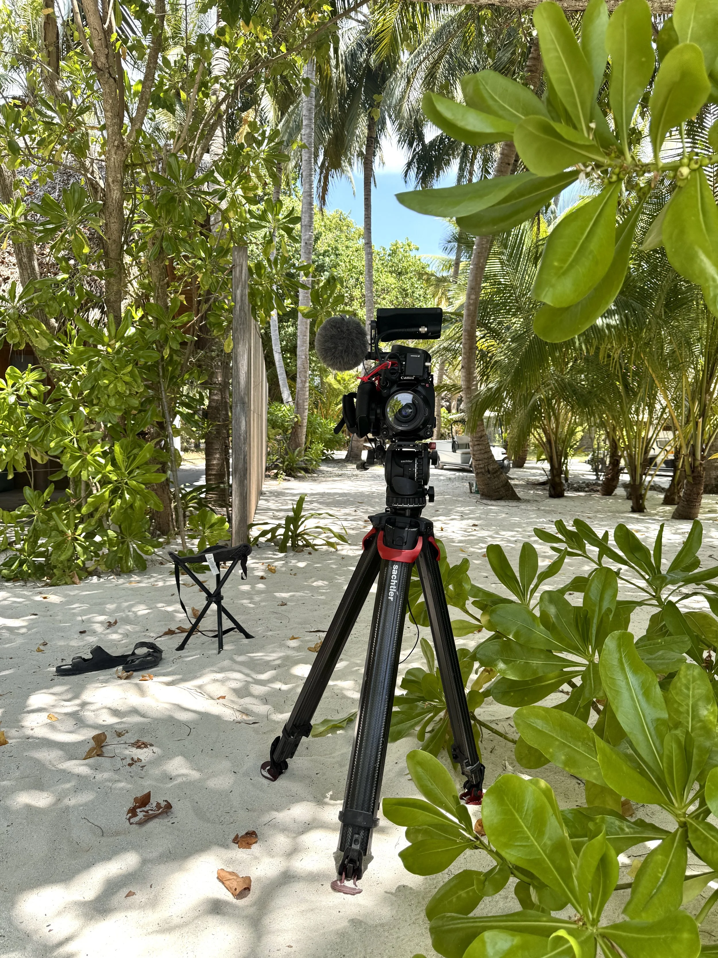 A professional video camera mounted on a tripod set up on a sandy beach, surrounded by tropical green and palm trees.