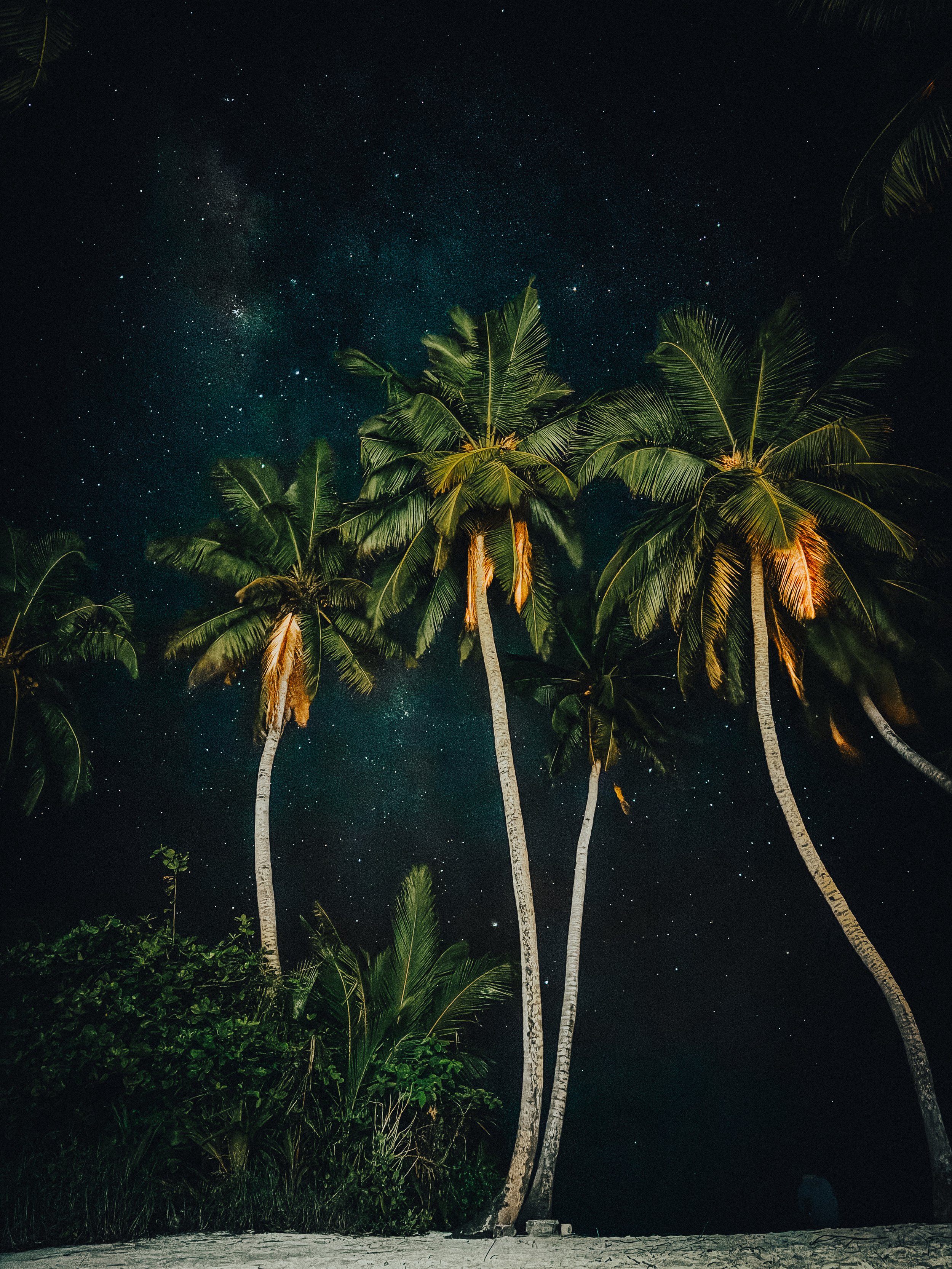 Night scene of tall palm trees with lush green leaves against a starry sky, possibly on a sandy beach.
