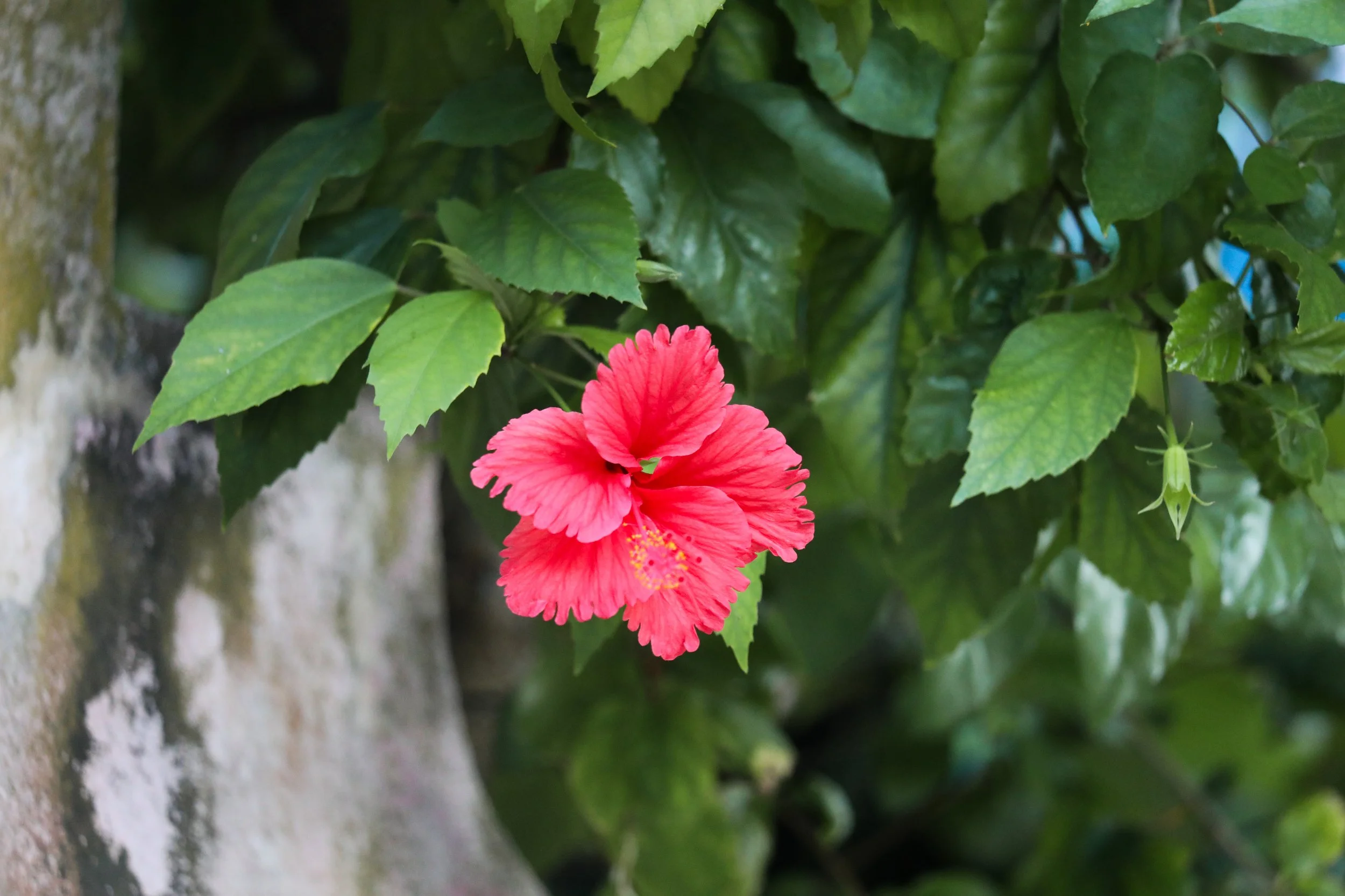 A pink hibiscus flower with large green leaves surrounding it, growing near a tree trunk.