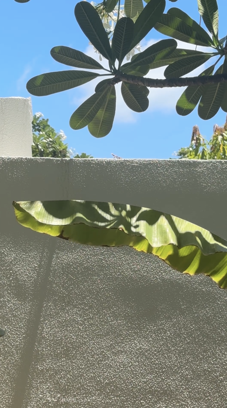 View of a clear blue sky with tropical leaves casting shadows below, seen from underneath a white textured wall.