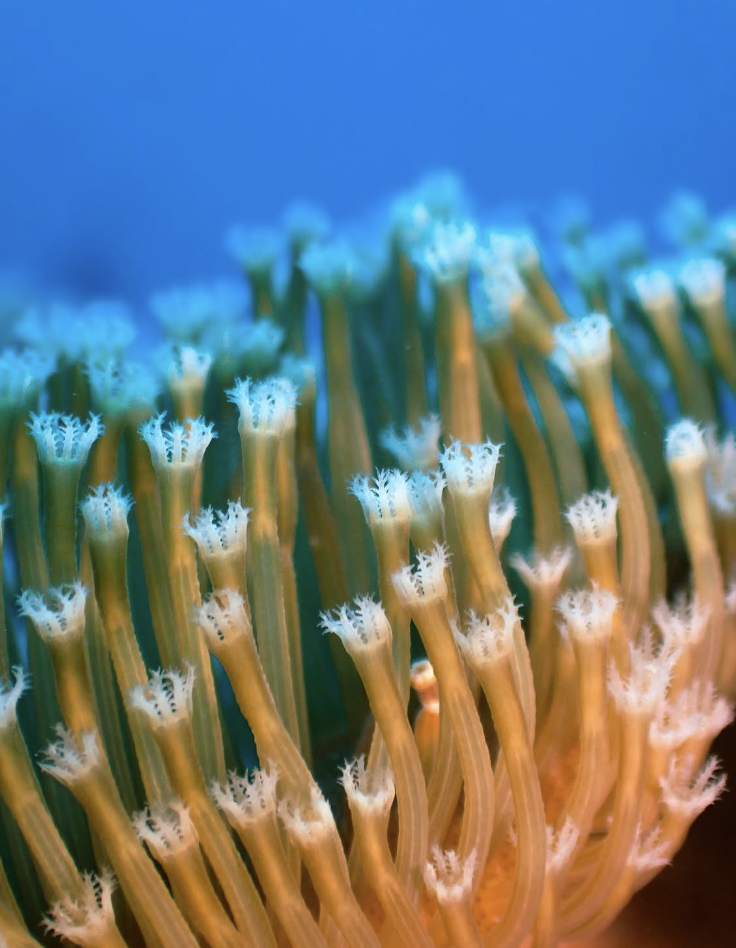 Close-up of colorful coral polyps underwater