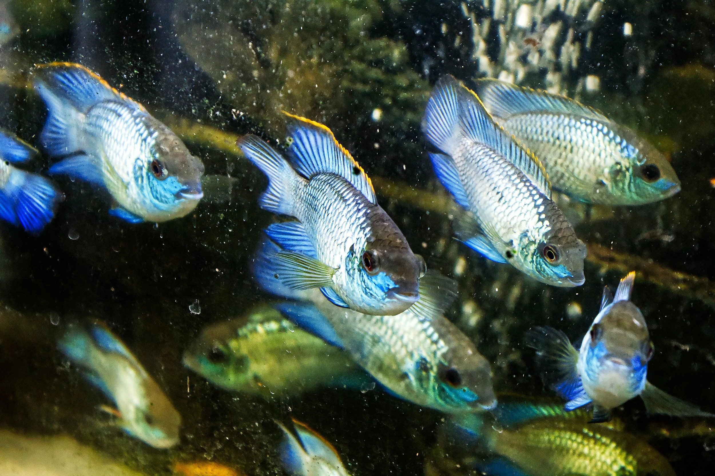 Blue Acara (aequidens pulcher)