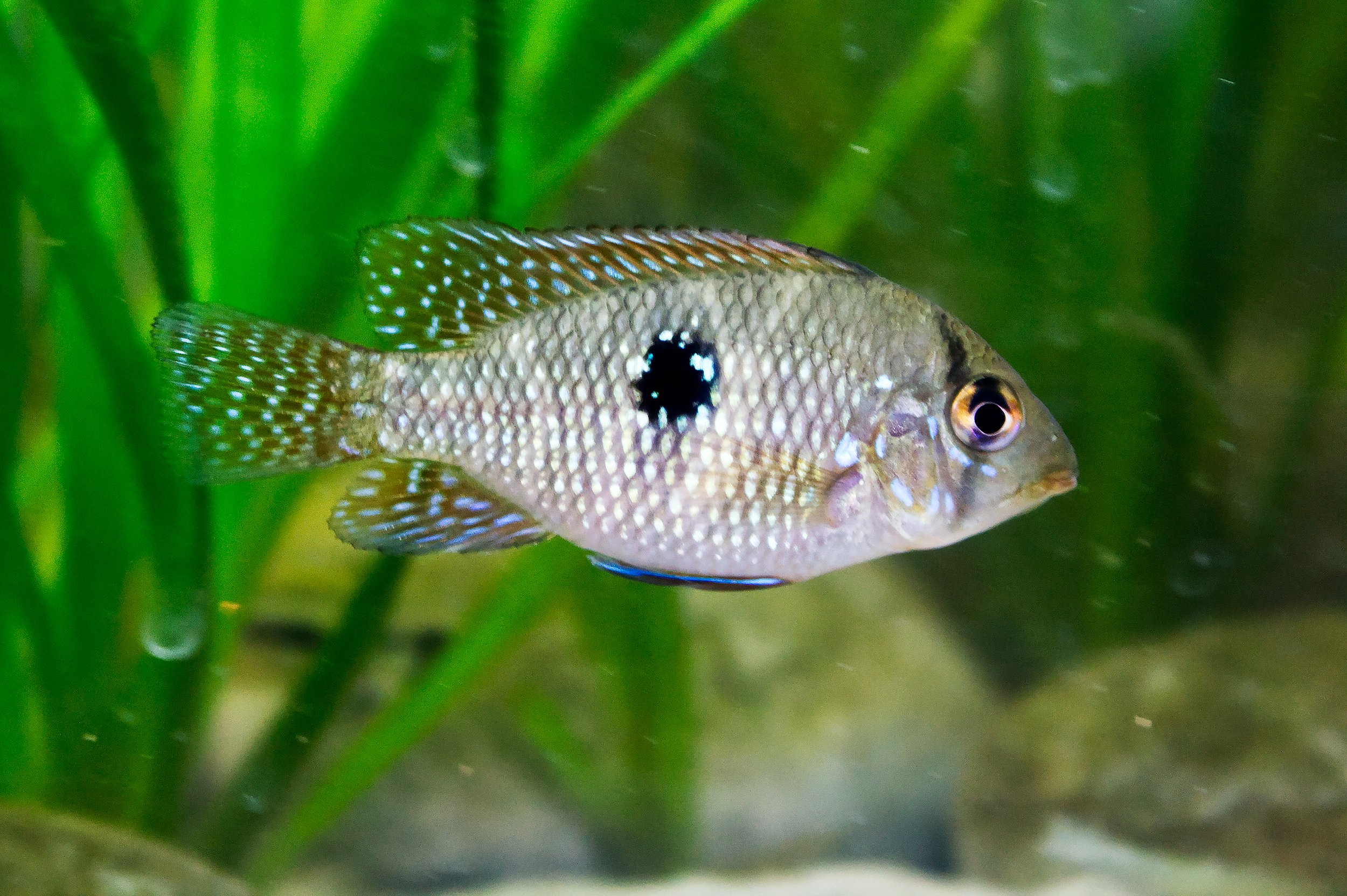 Brazilian geophagus (medium)