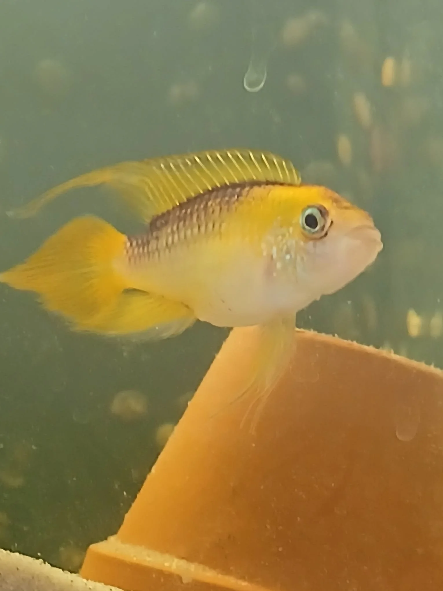 Golden Apistogramma Agazzi 6cm