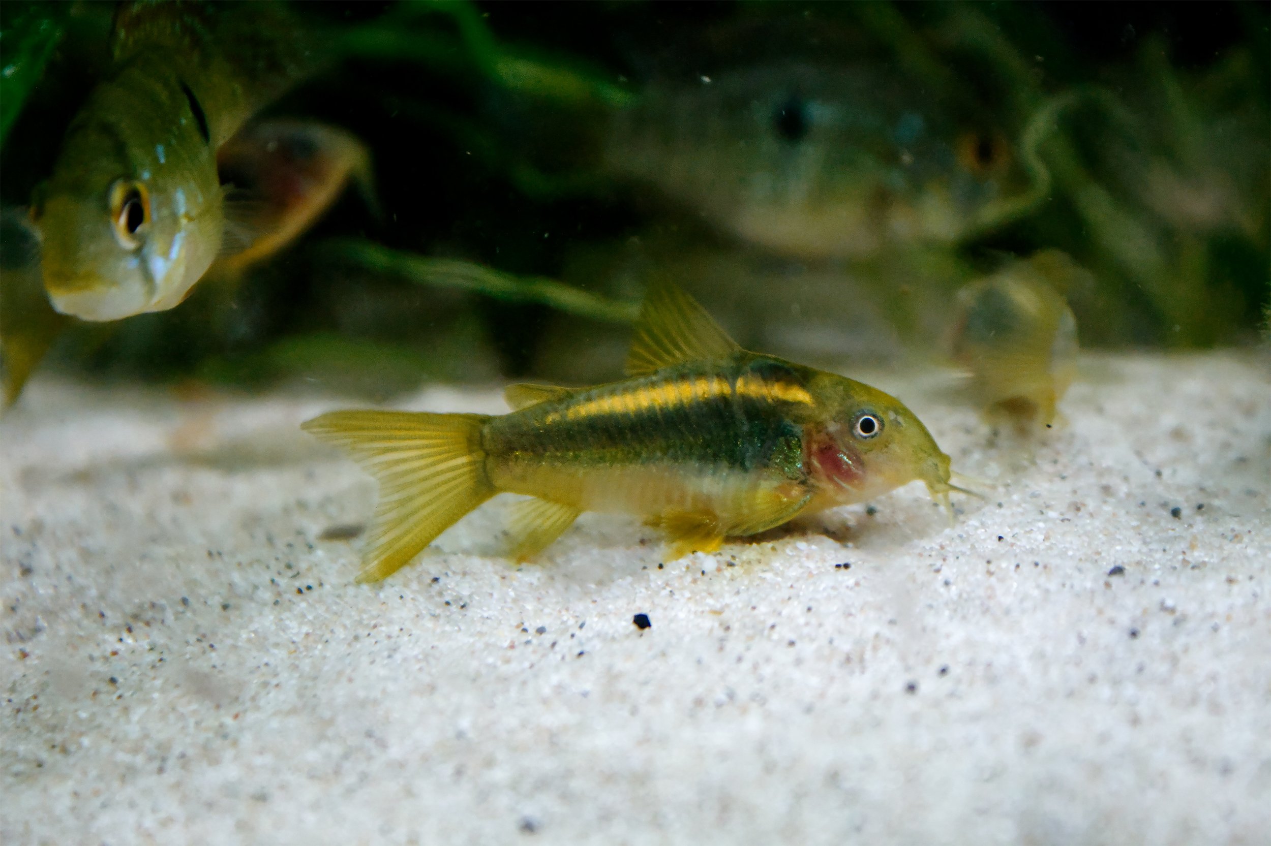 Gold Stripe Corydora