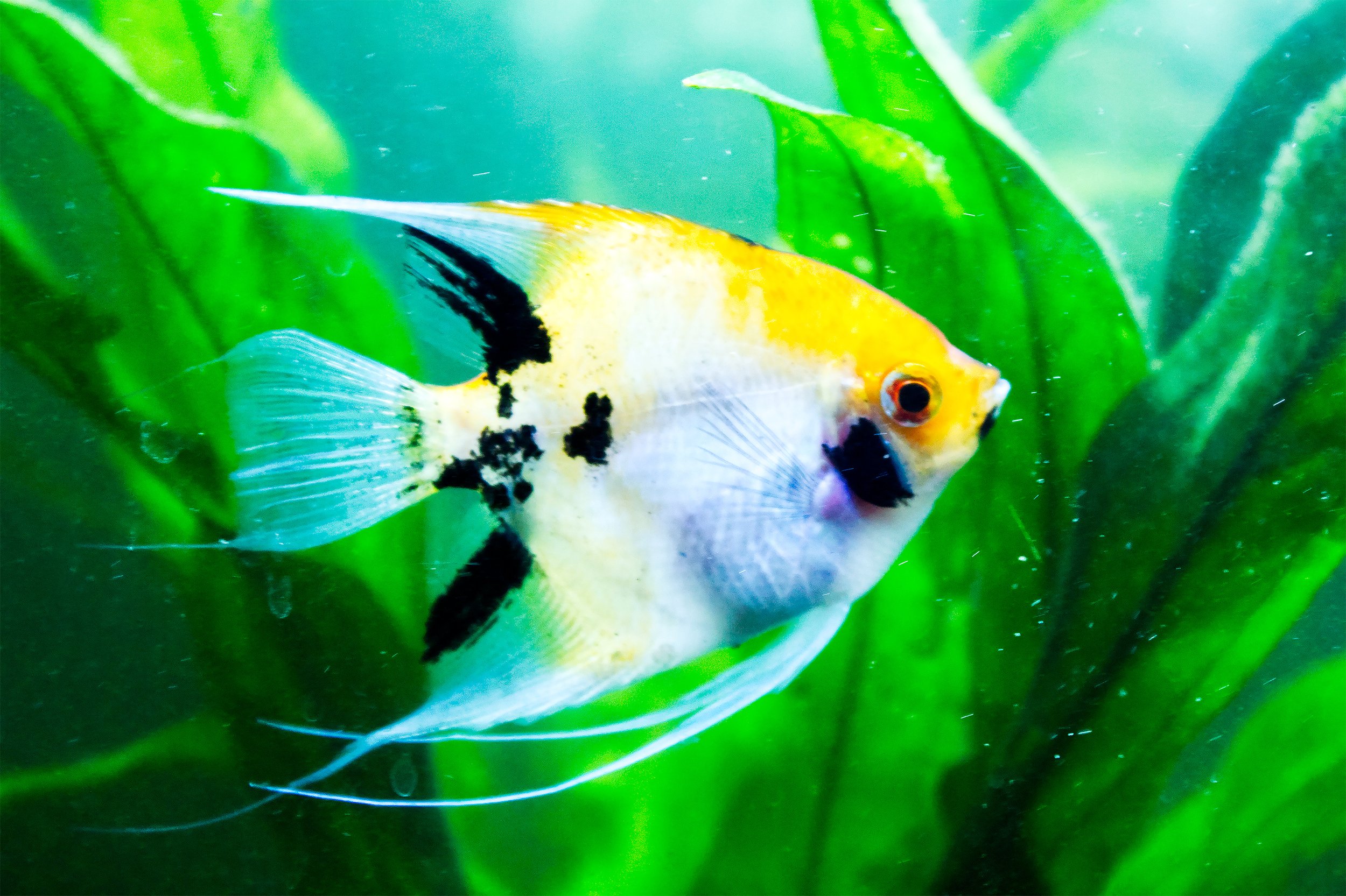 Colorful fish swimming among green aquatic plants in an aquarium.