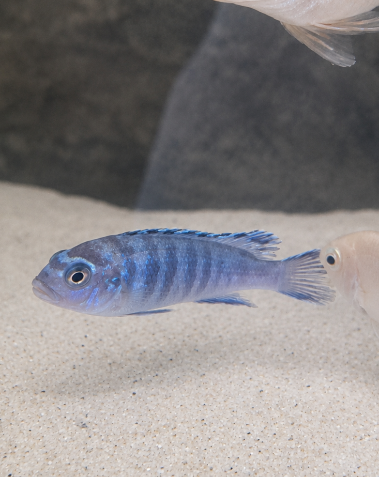 blue zebra malawi cichlid.png