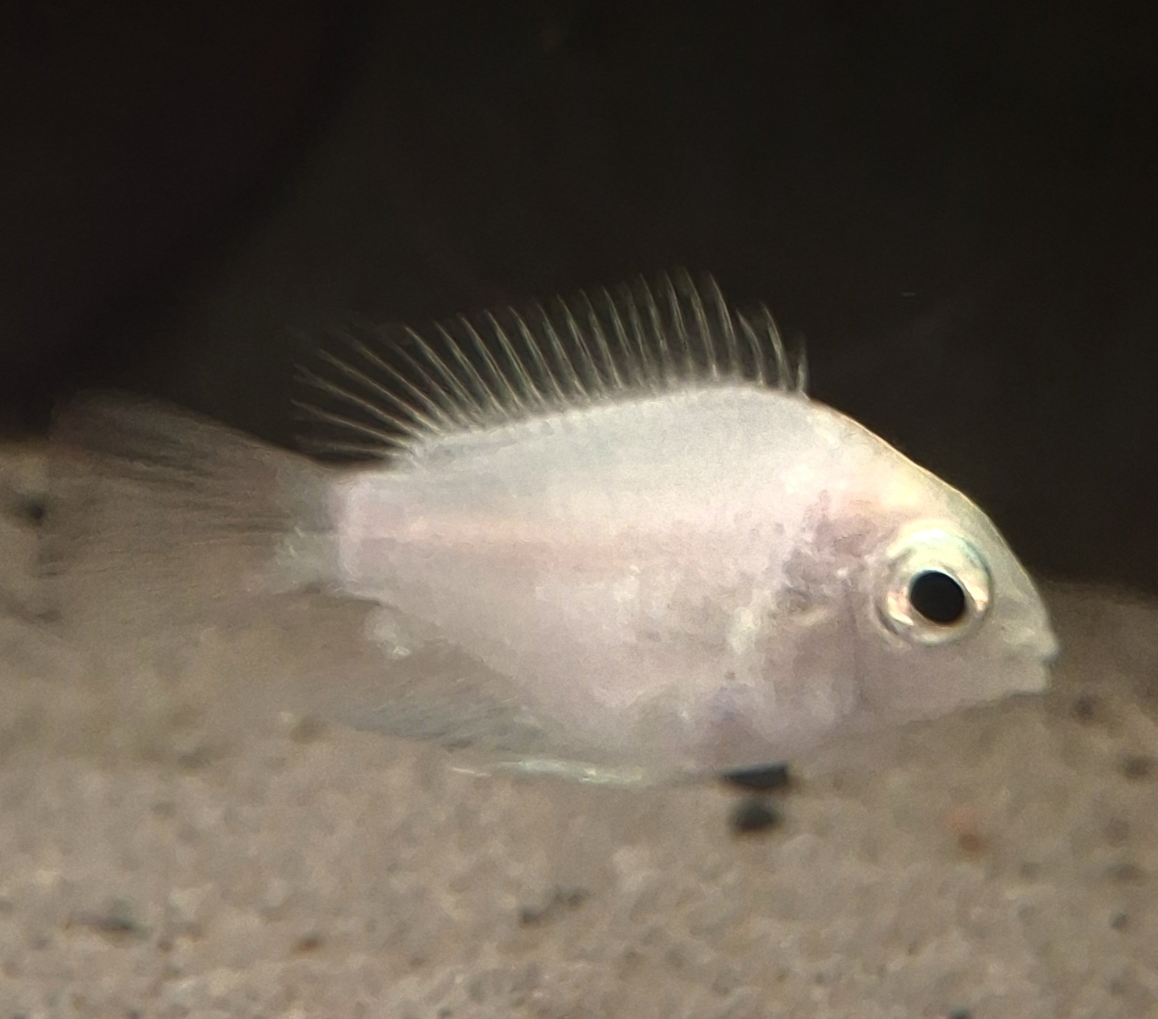 Platinum Parrot fish(1-2cm)
