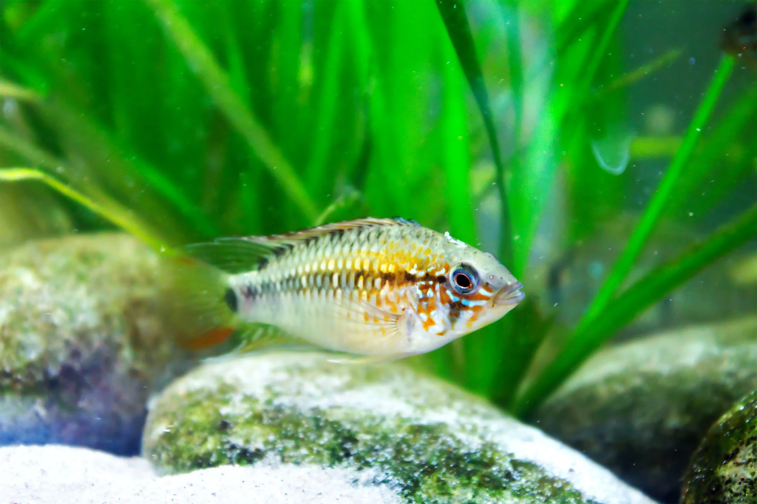 Apistogramma Viejita (medium)