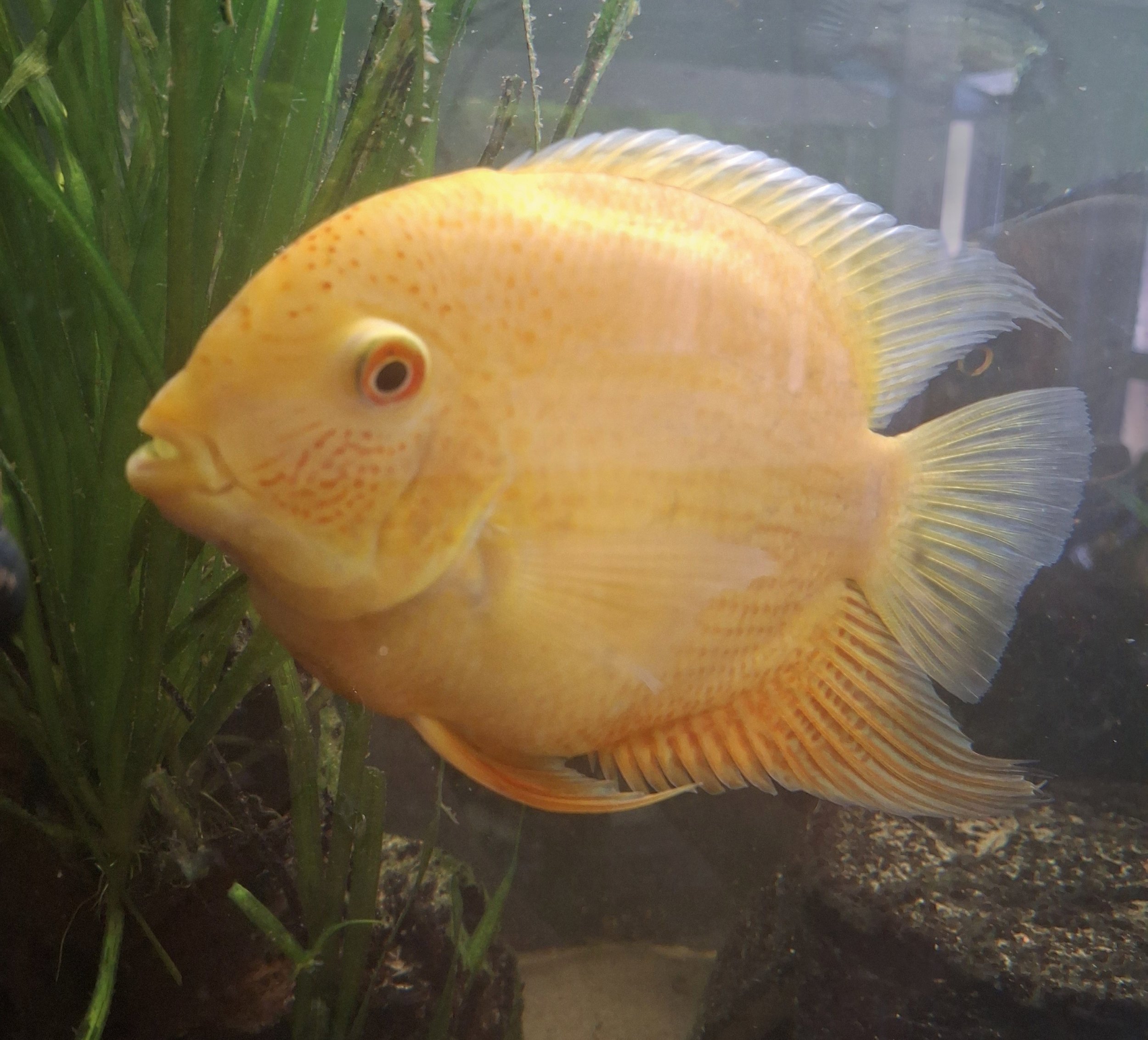 Red spotted Severum (8-10cm)