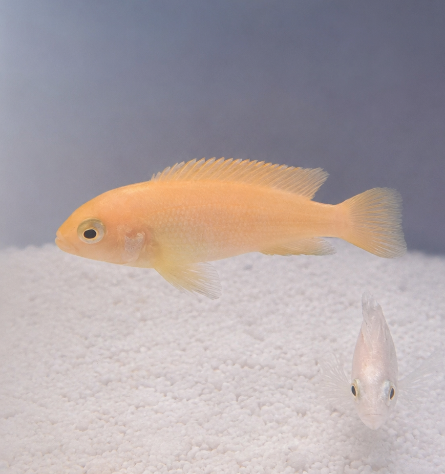 Red zebra malawi cichlid (3-4cm)  Maylandia estherae