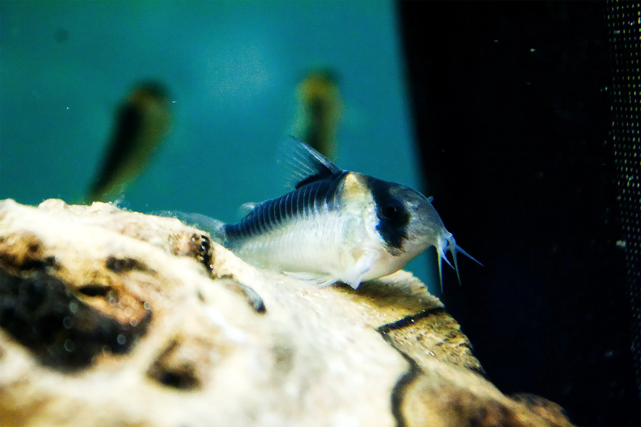 Adolfoi Corydora