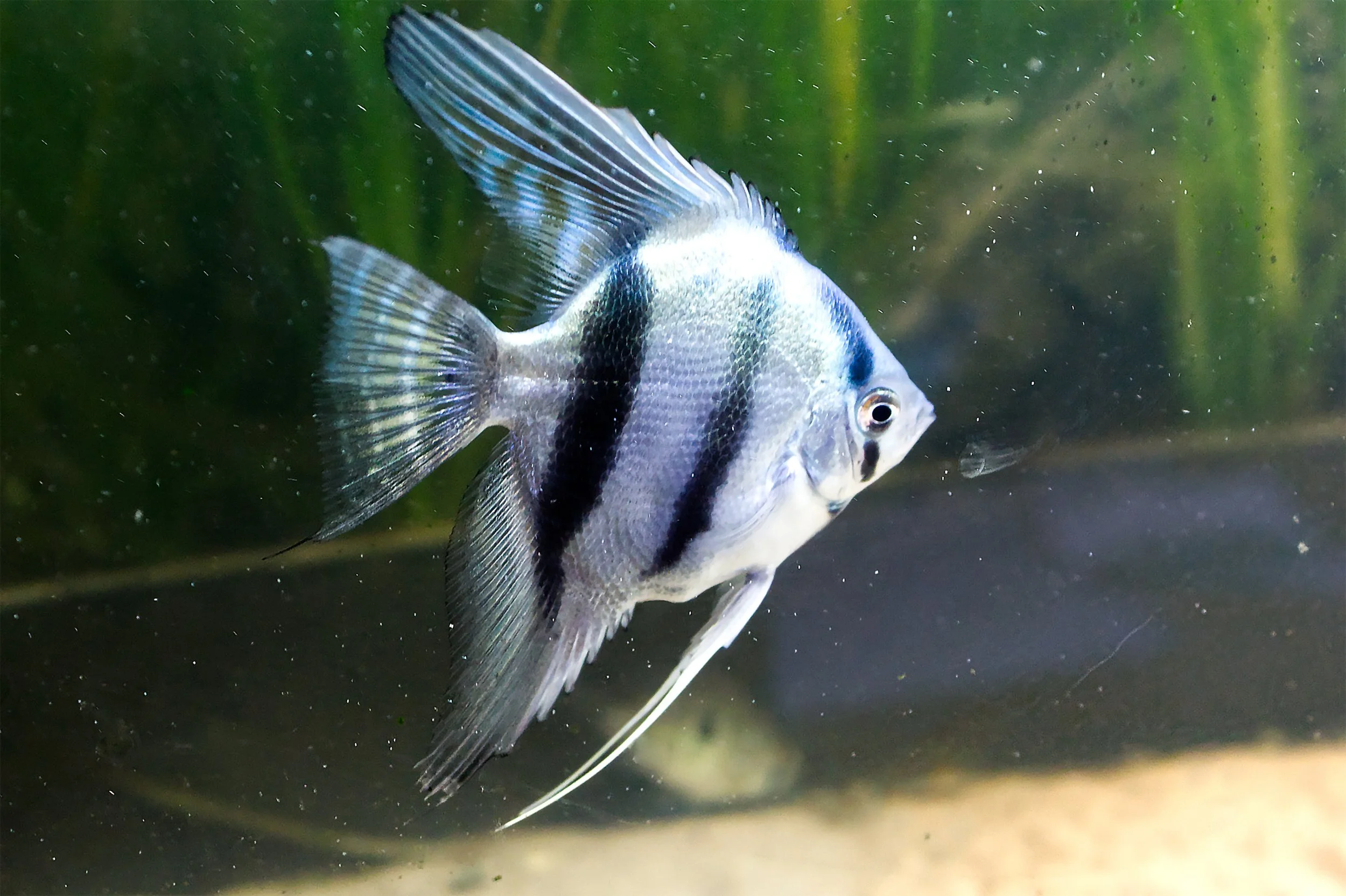 Blue Zebra Angelfish