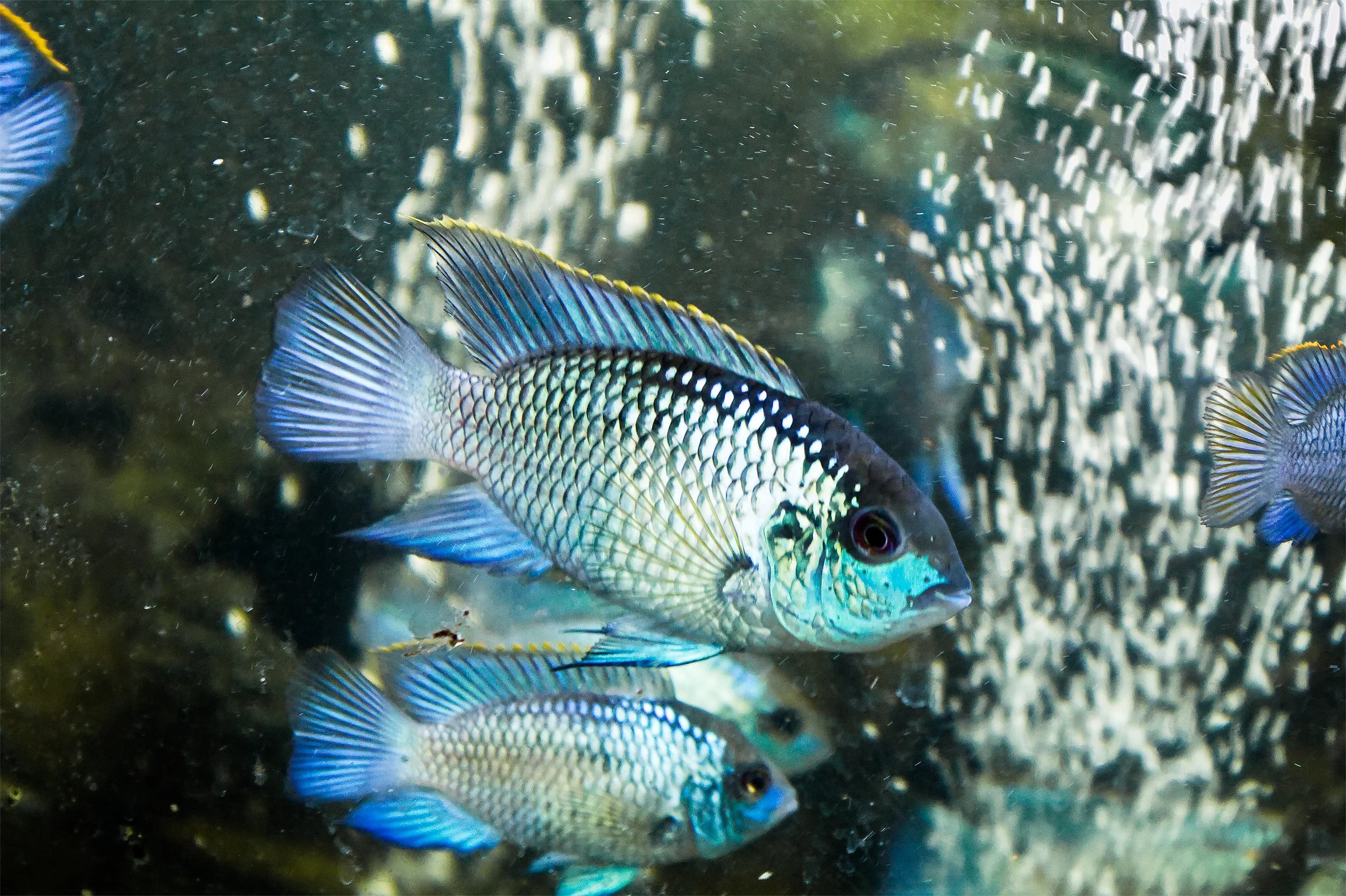 Multiple colorful fish swimming in an underwater environment with rocks and coral in the background.