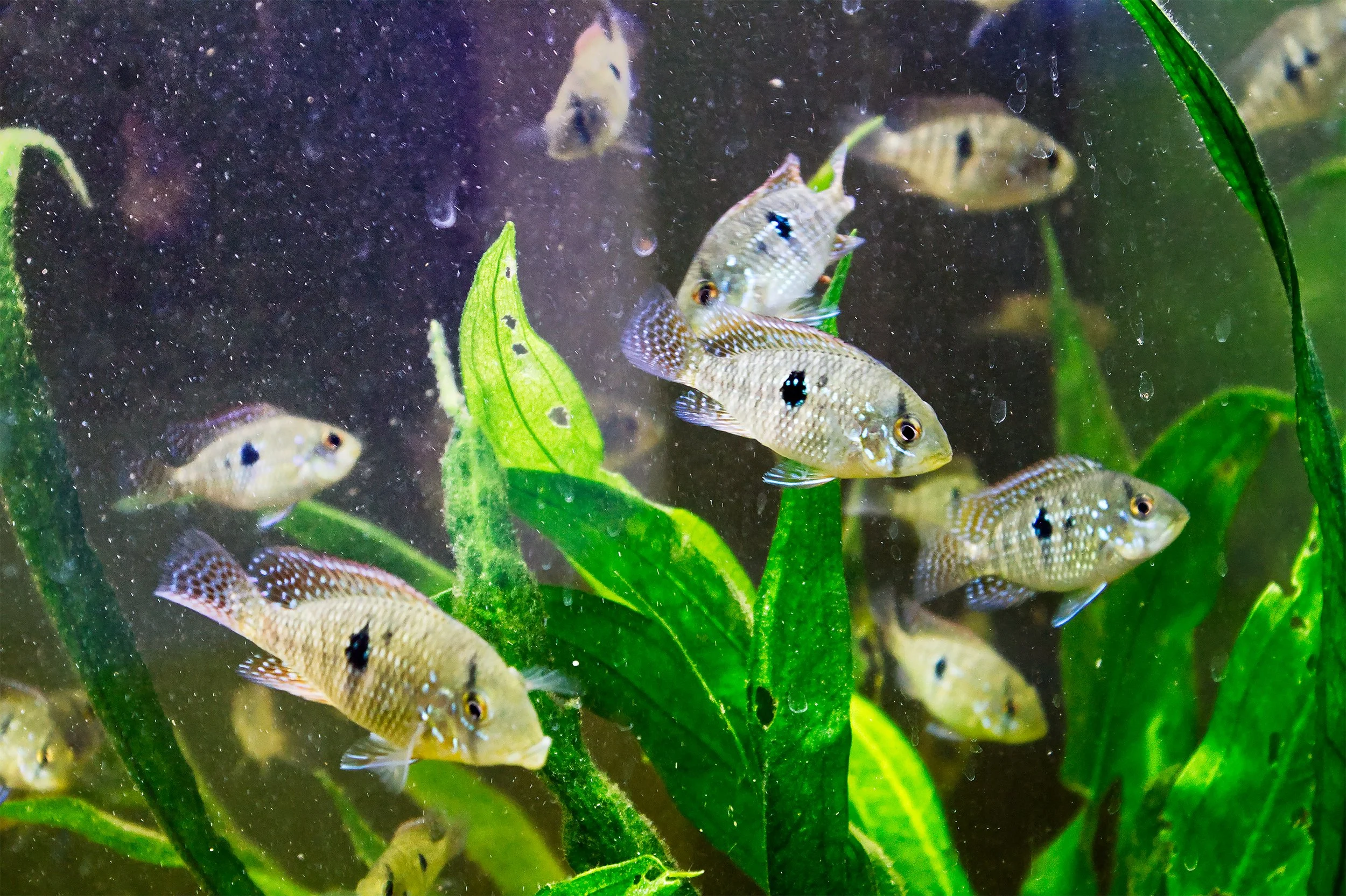 Geophagus brasiliensis