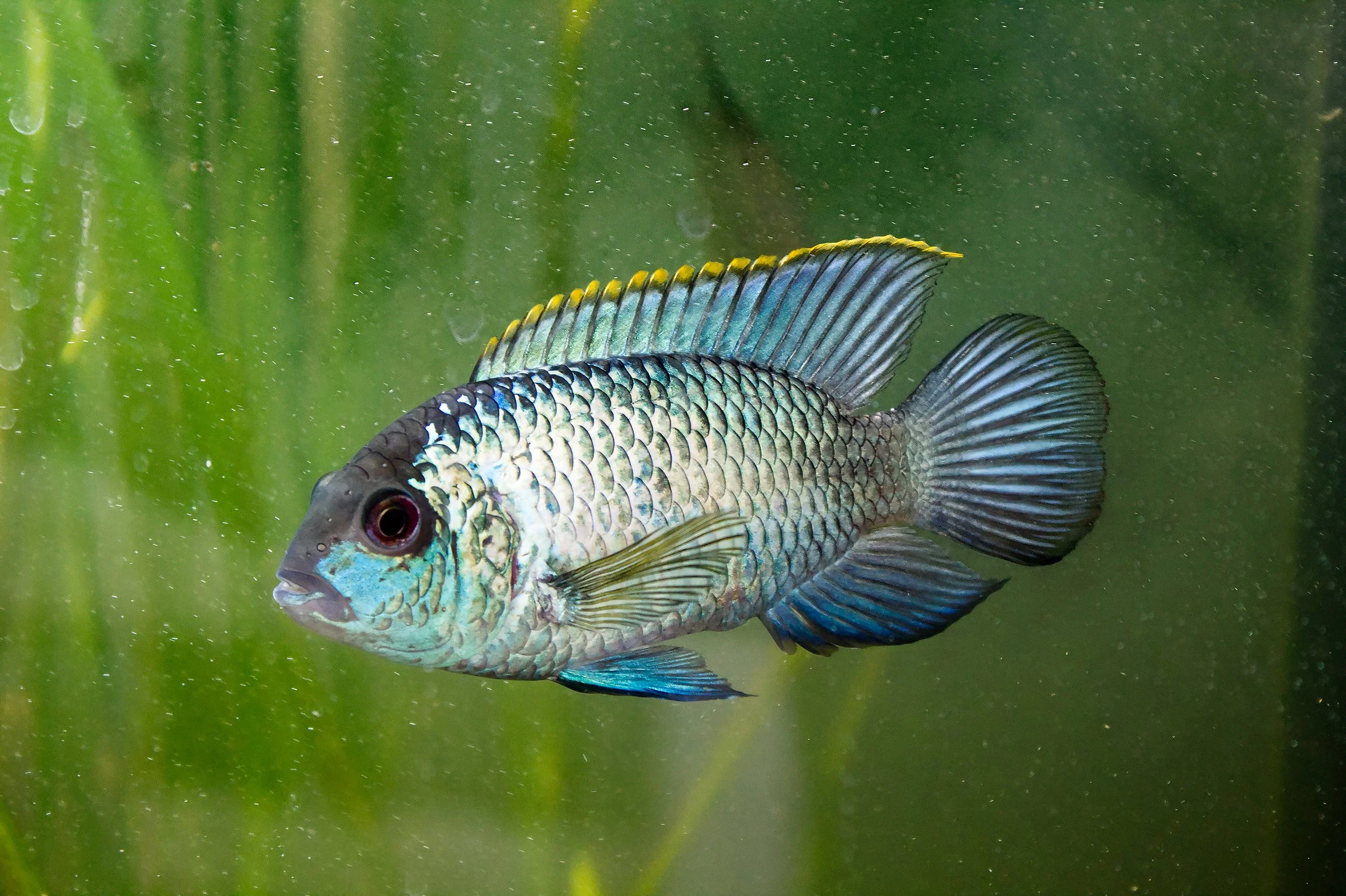 Electric blue acara (large)