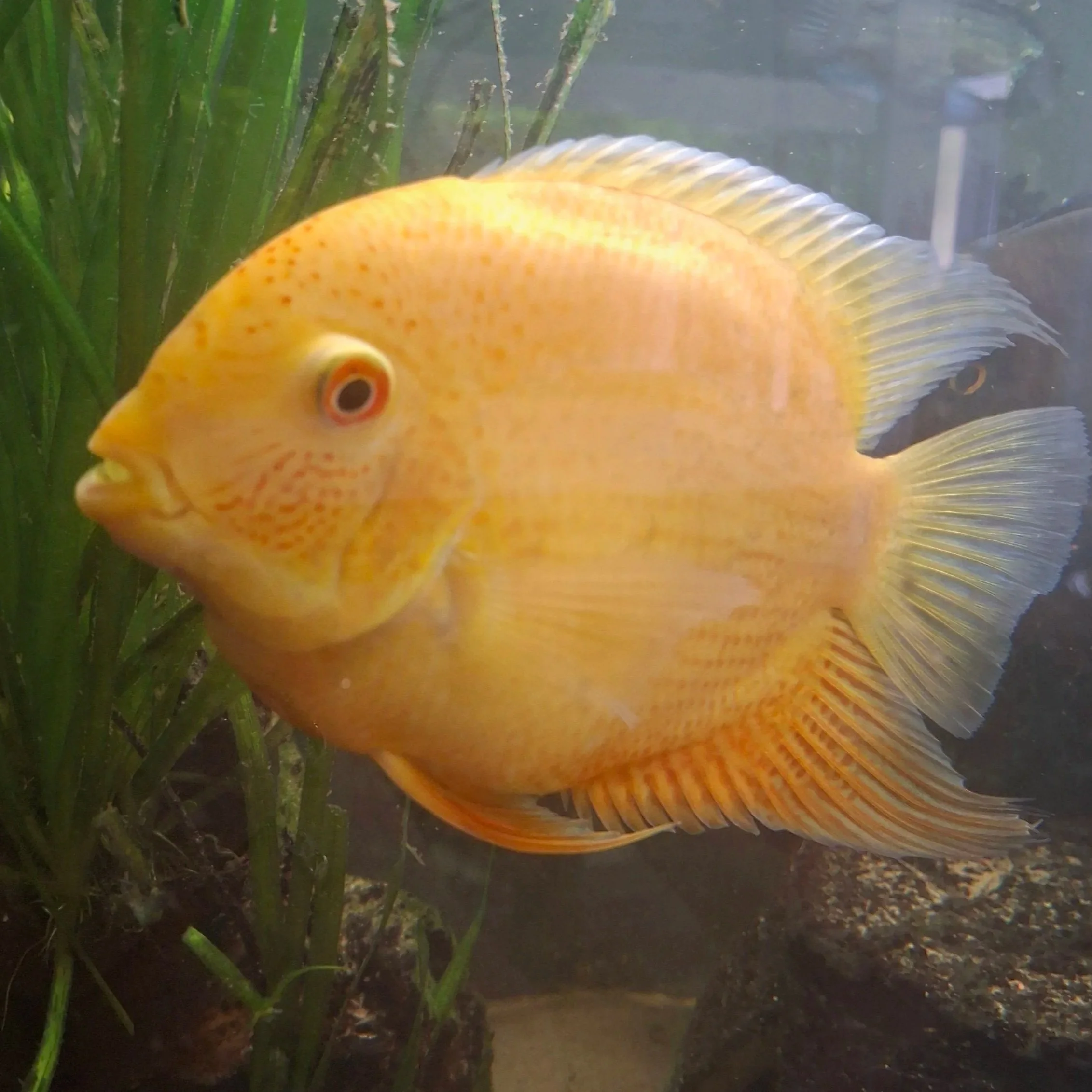 Red+severum+pic.jpg