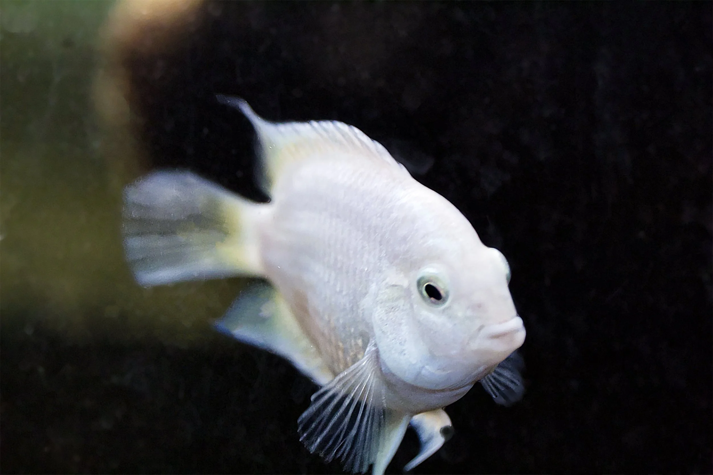 Parrotfish (hybrid)