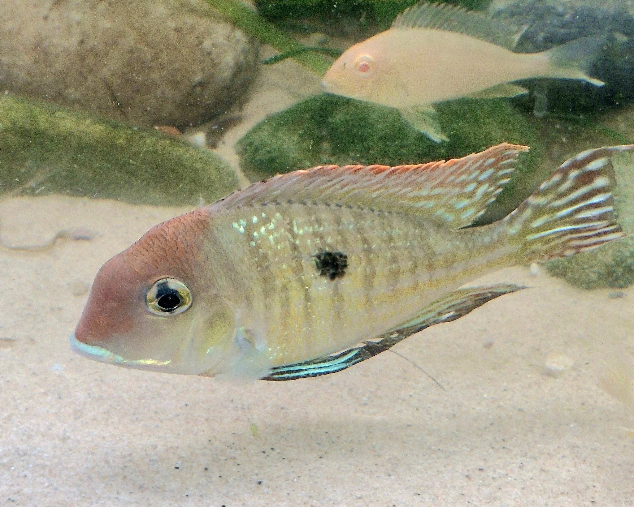 Red Head Tapajo (10-12cm)