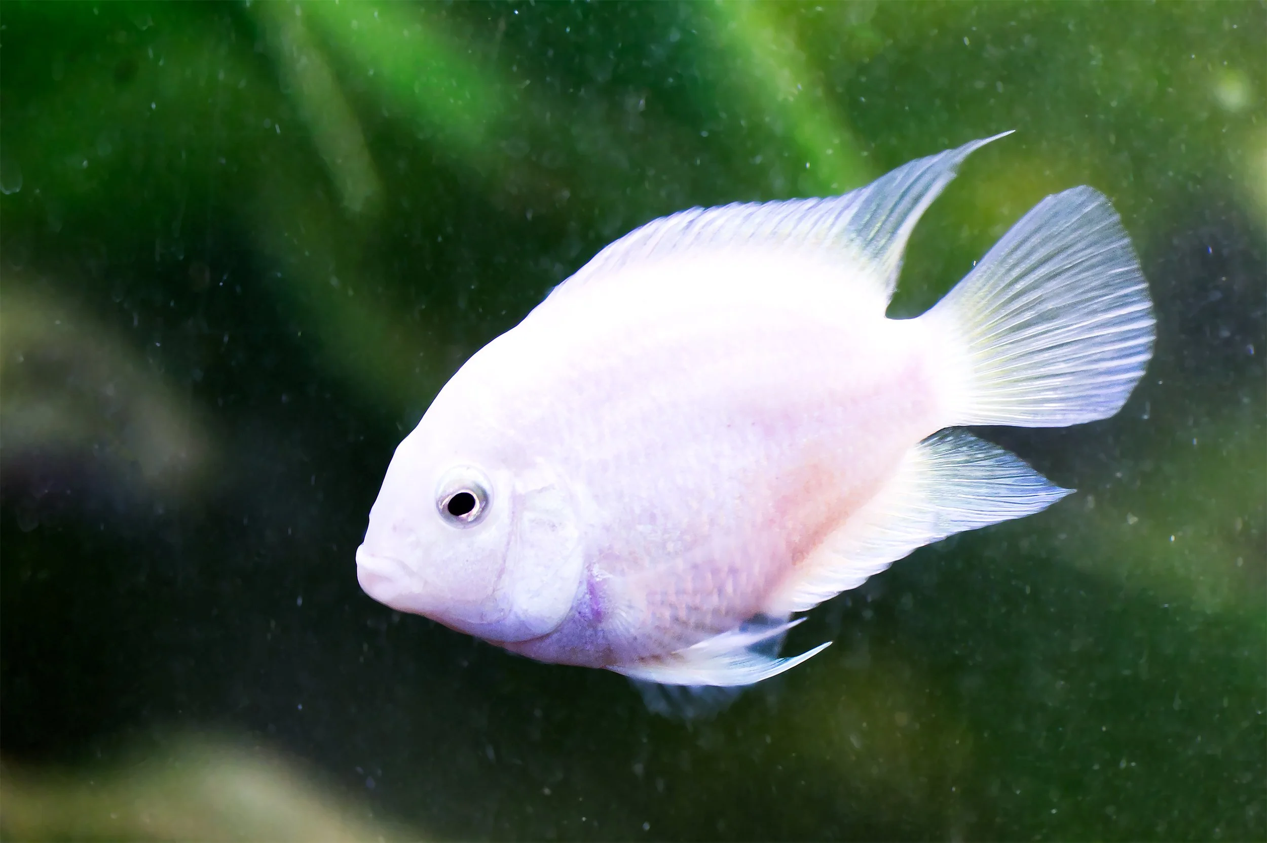 Platinum Parrot fish(1-2cm)