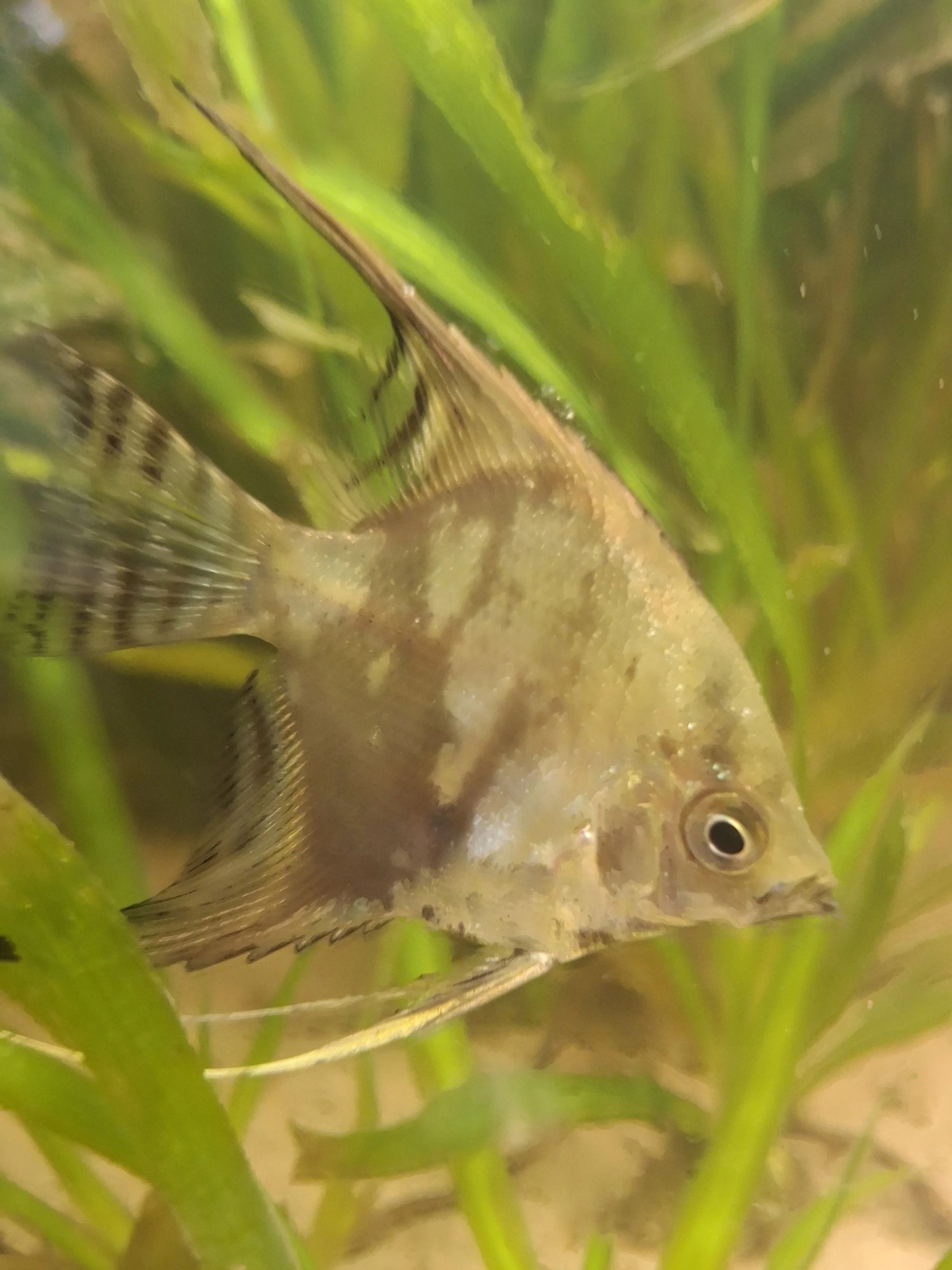 Smokey Angelfish (Pterophyllum scalare)