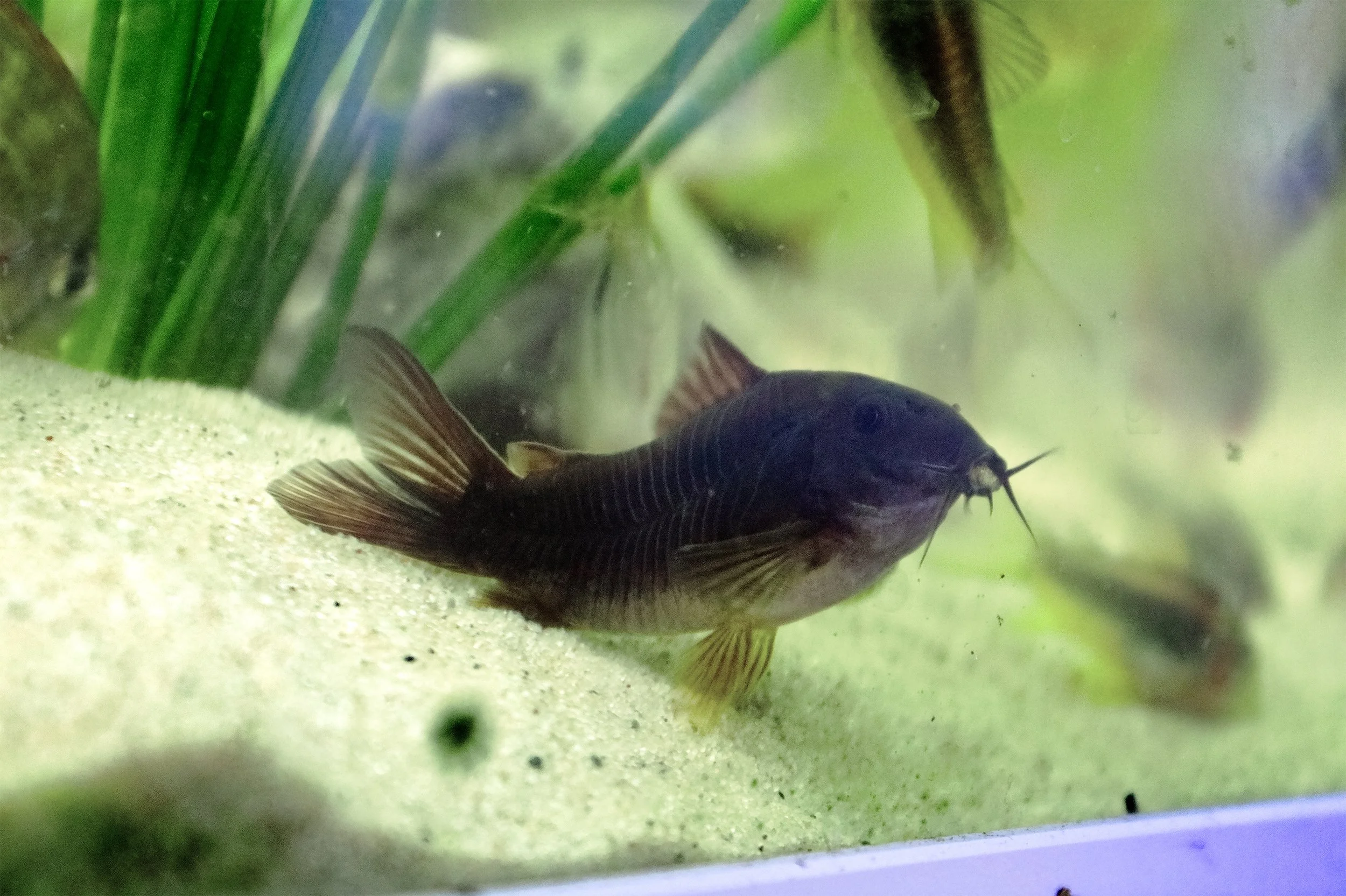 Black Corydora (medium)