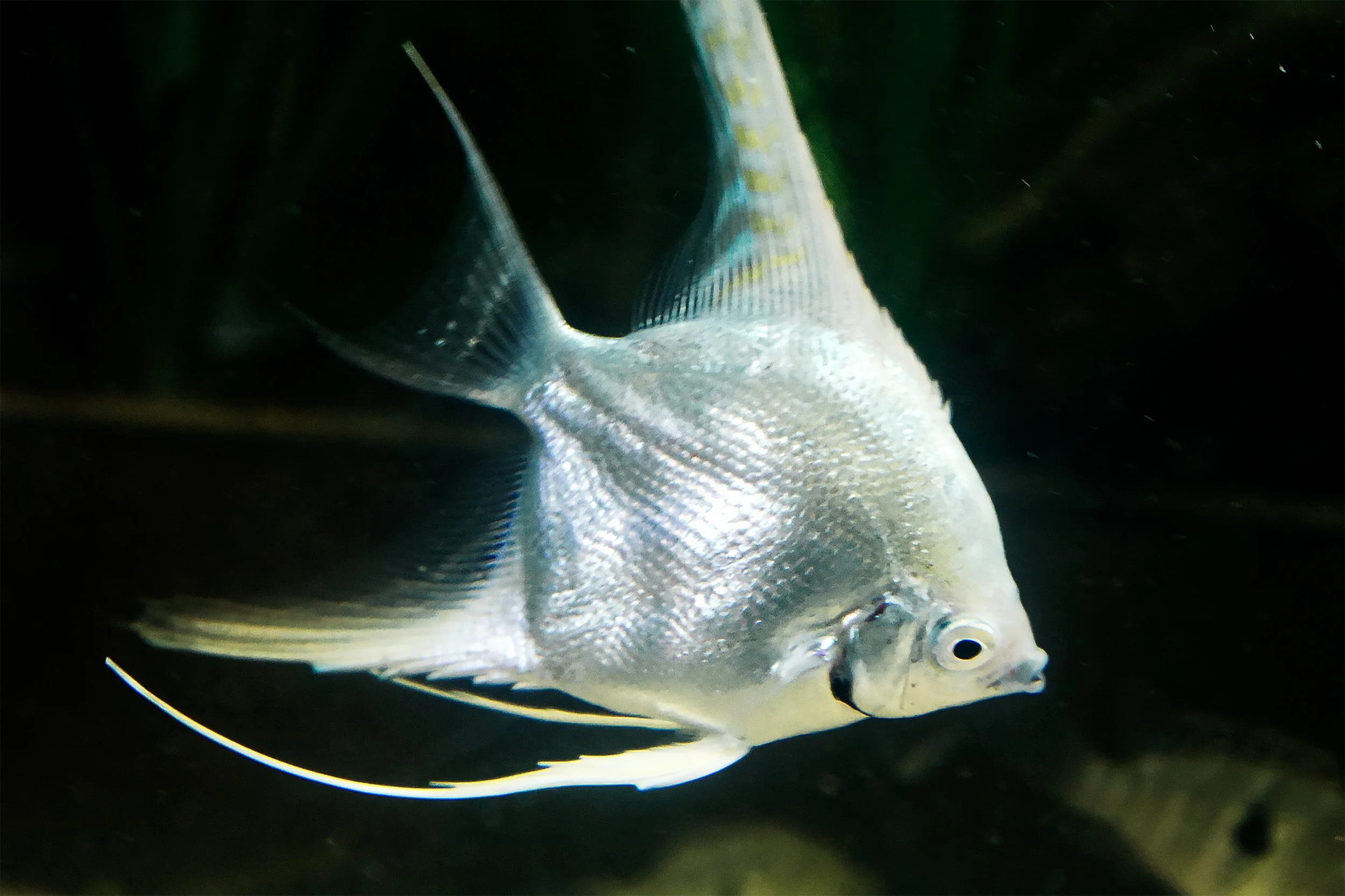 Diamond Angelfish