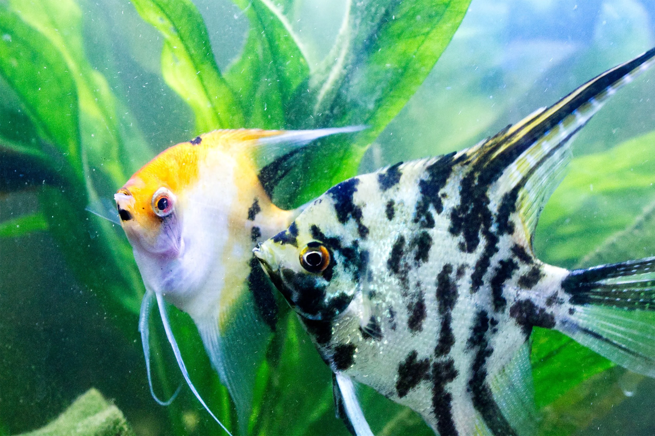 Angel fish (Pterophyllum scalare)