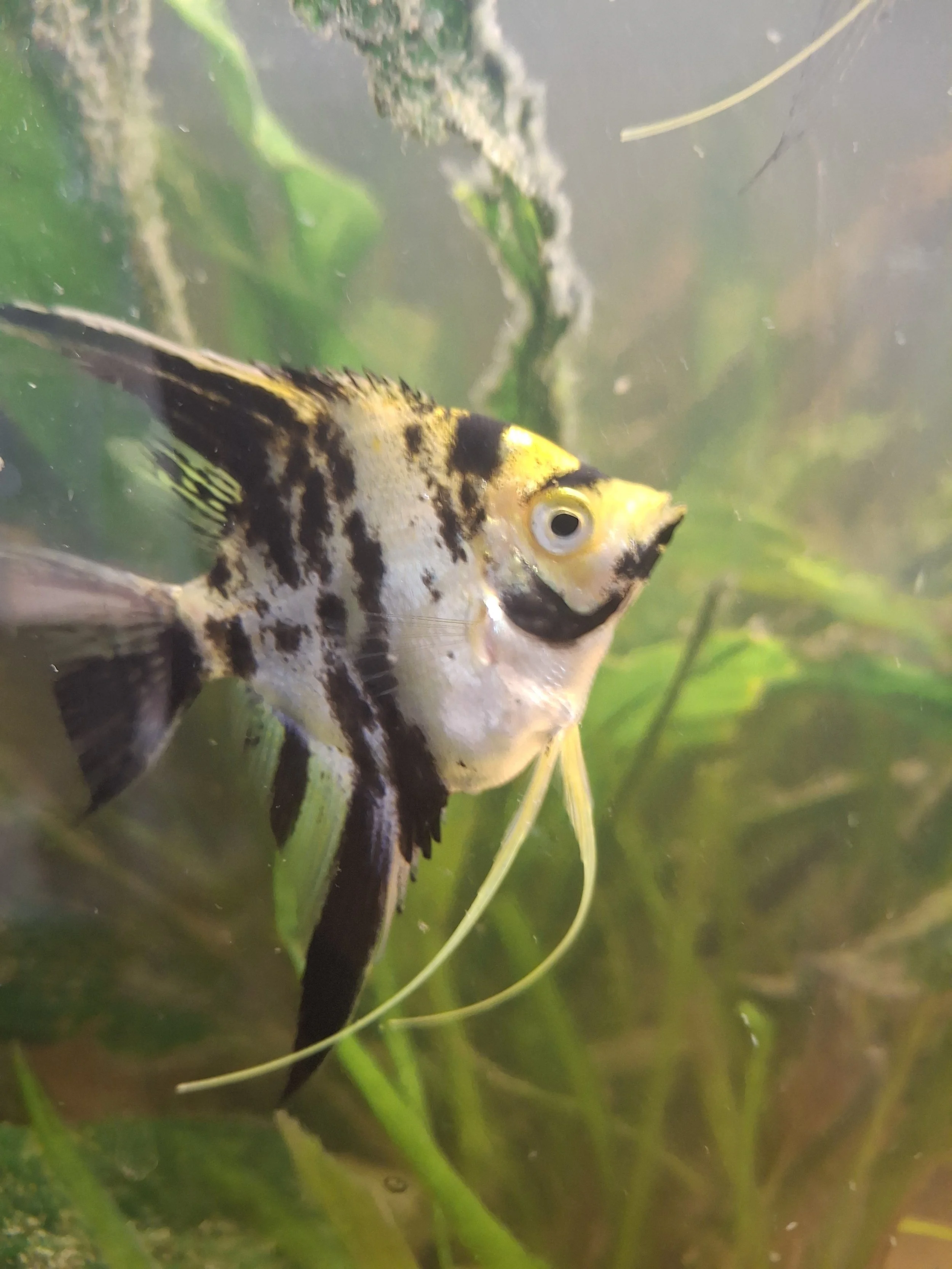 Marble Angelfish (Pterophyllum scalare)