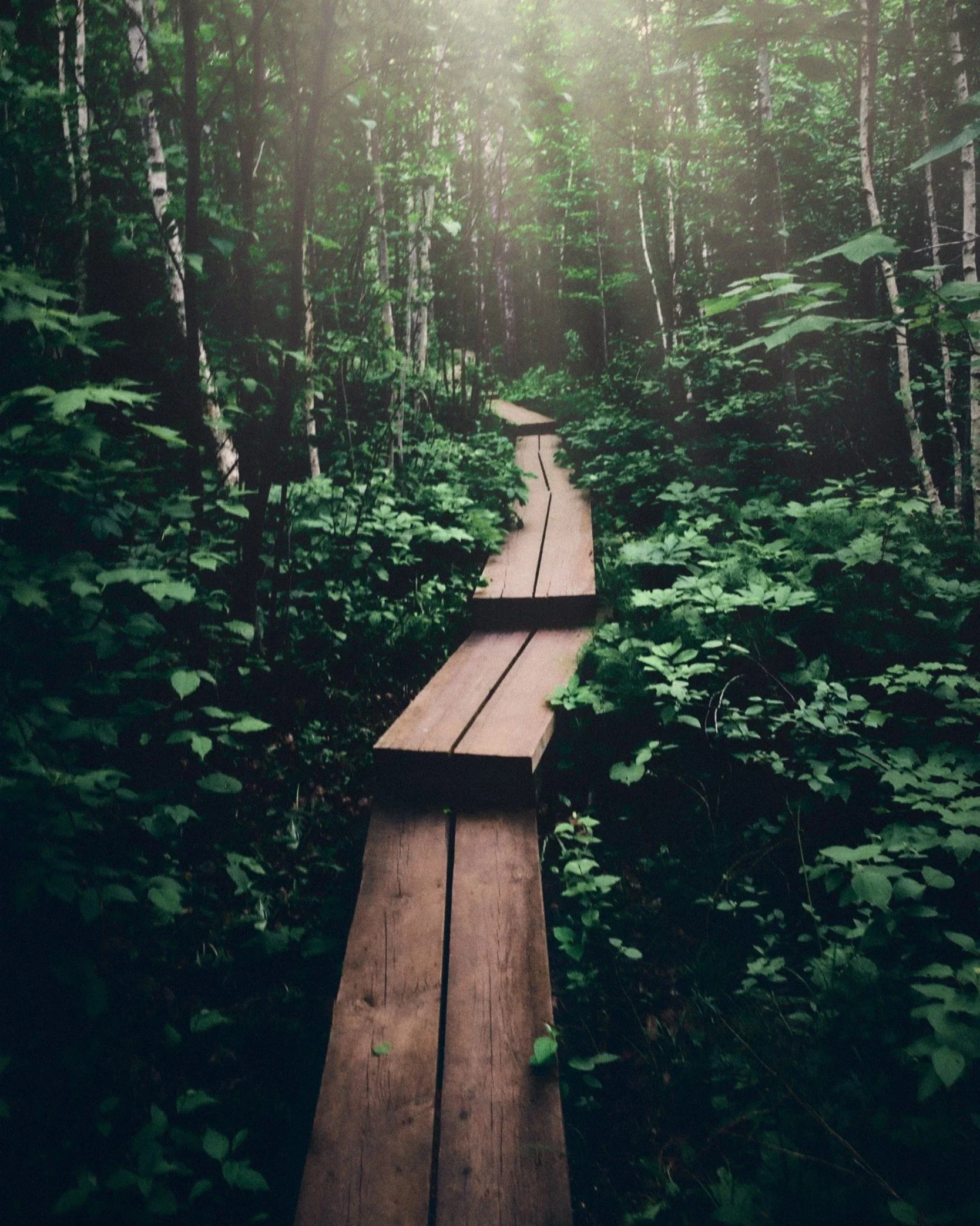 A narrow wooden pathway winds through a dense green forest with abundant foliage and tall trees, with sunlight filtering through the leaves.