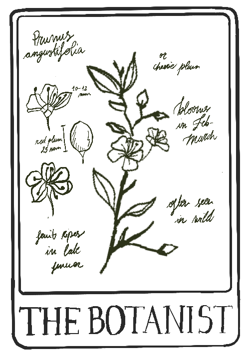 Hand-drawn botanical illustration of a flowering plant with handwritten notes, titled 'THE BOTANIST' at the bottom.