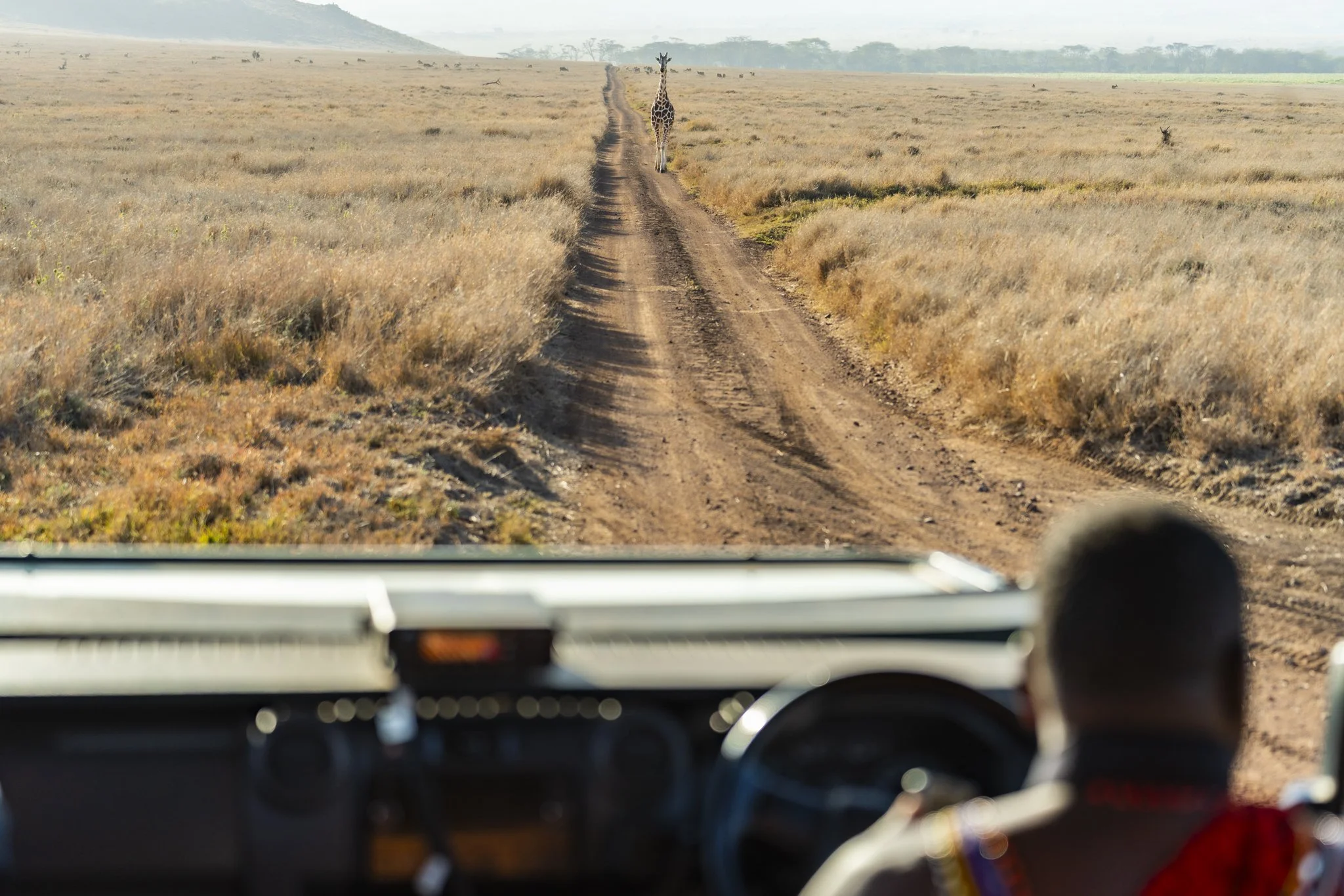 safari-drive-lewa-conervancy.jpg