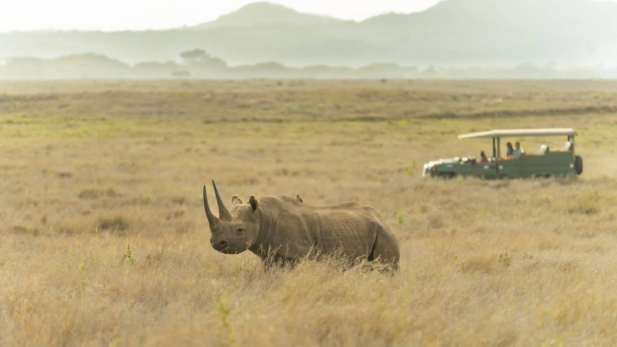 A rhinoceros grazing in a grassy plain with a safari vehicle and visitors in the background, mountains in the distance.