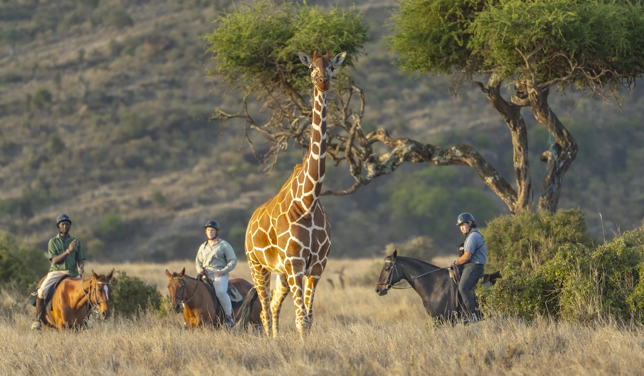 A giraffe standing in a savannah landscape with three people riding horses and a guide, with a backdrop of distant hills and sparse trees.