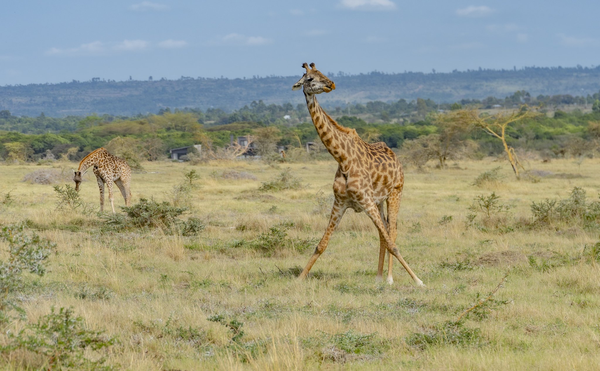 Maasai giraffe feeding on grass at Maasai Mara
