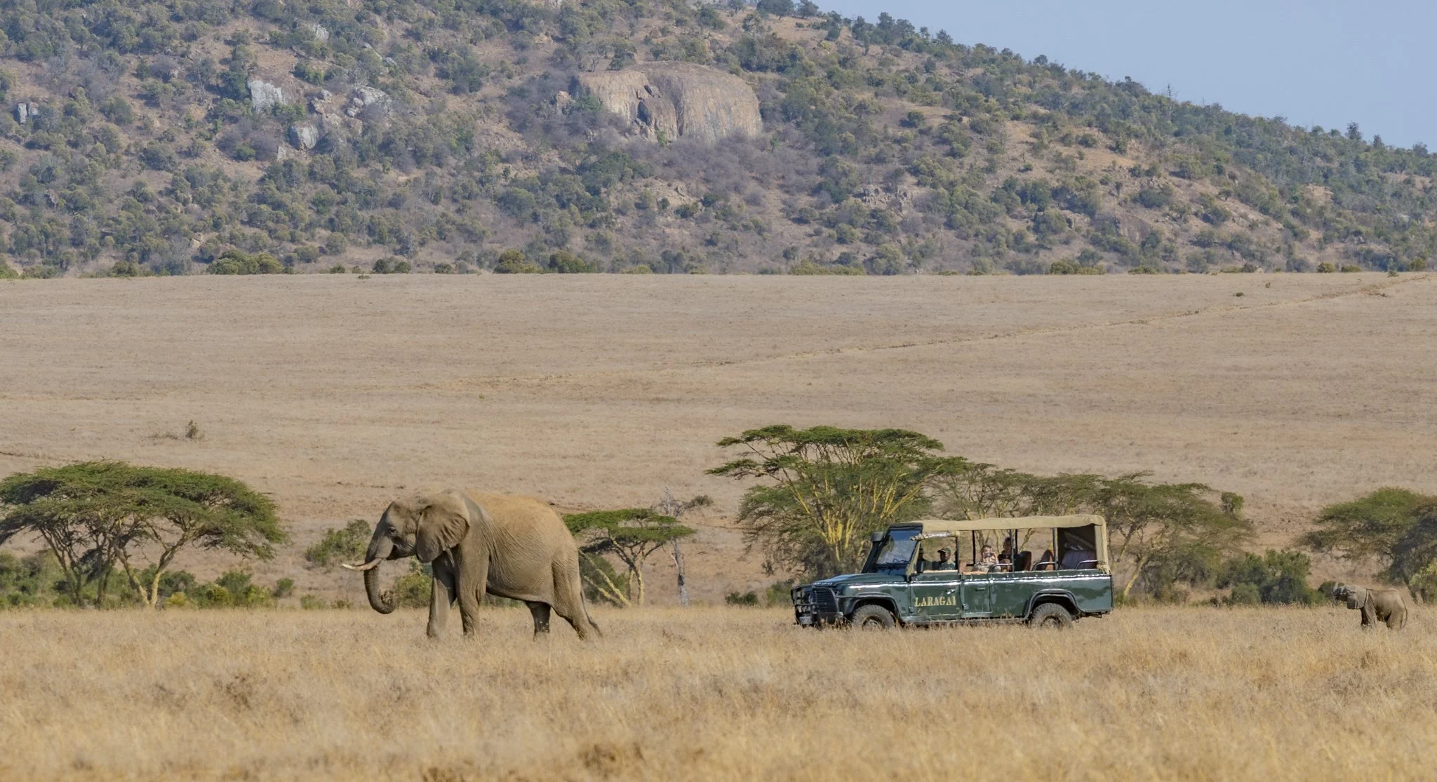 Elephant at the vast Laikipia plains and guests enjoying a game drive.