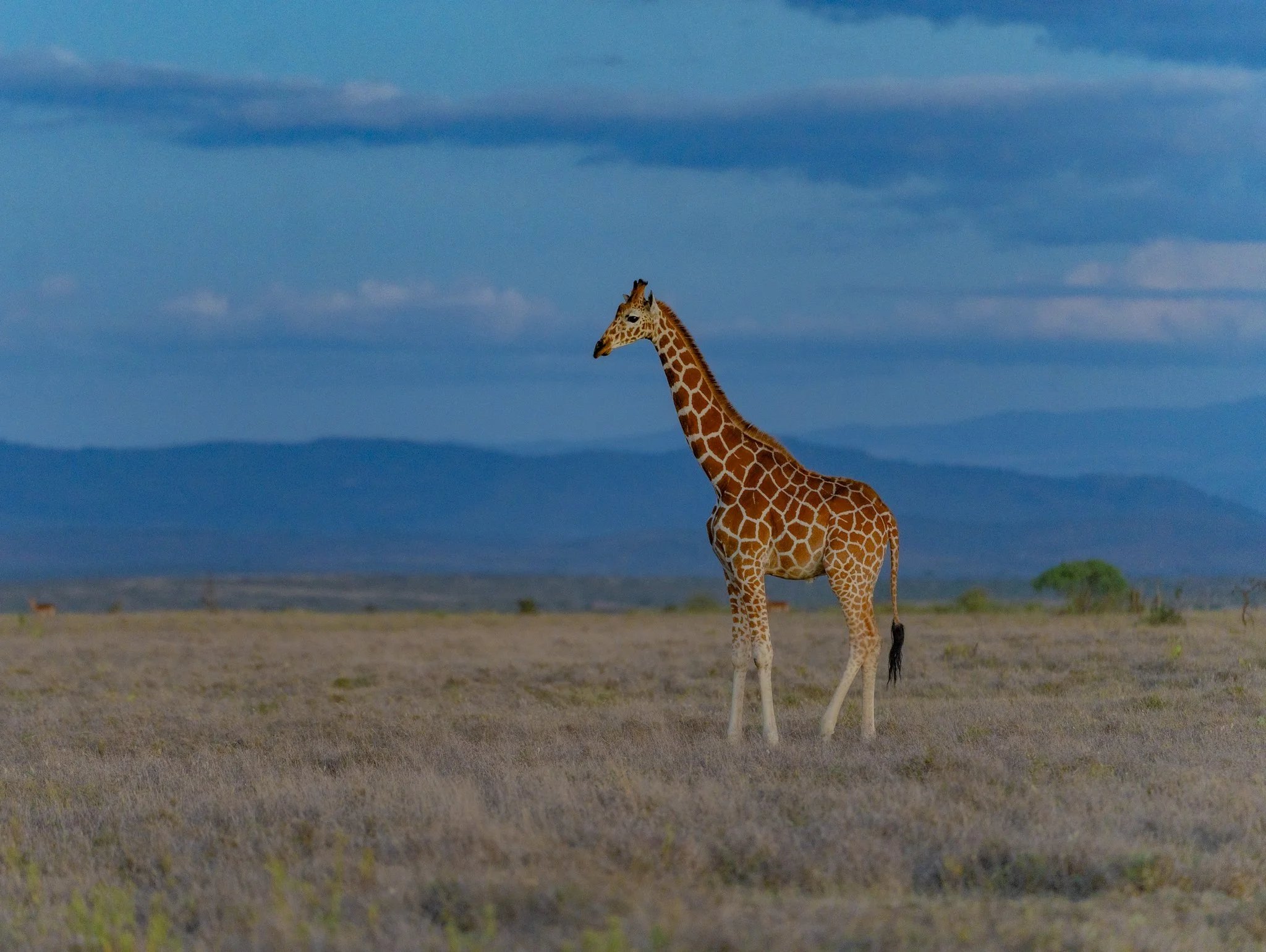 Wiz's Camp Wildlife-08.jpg