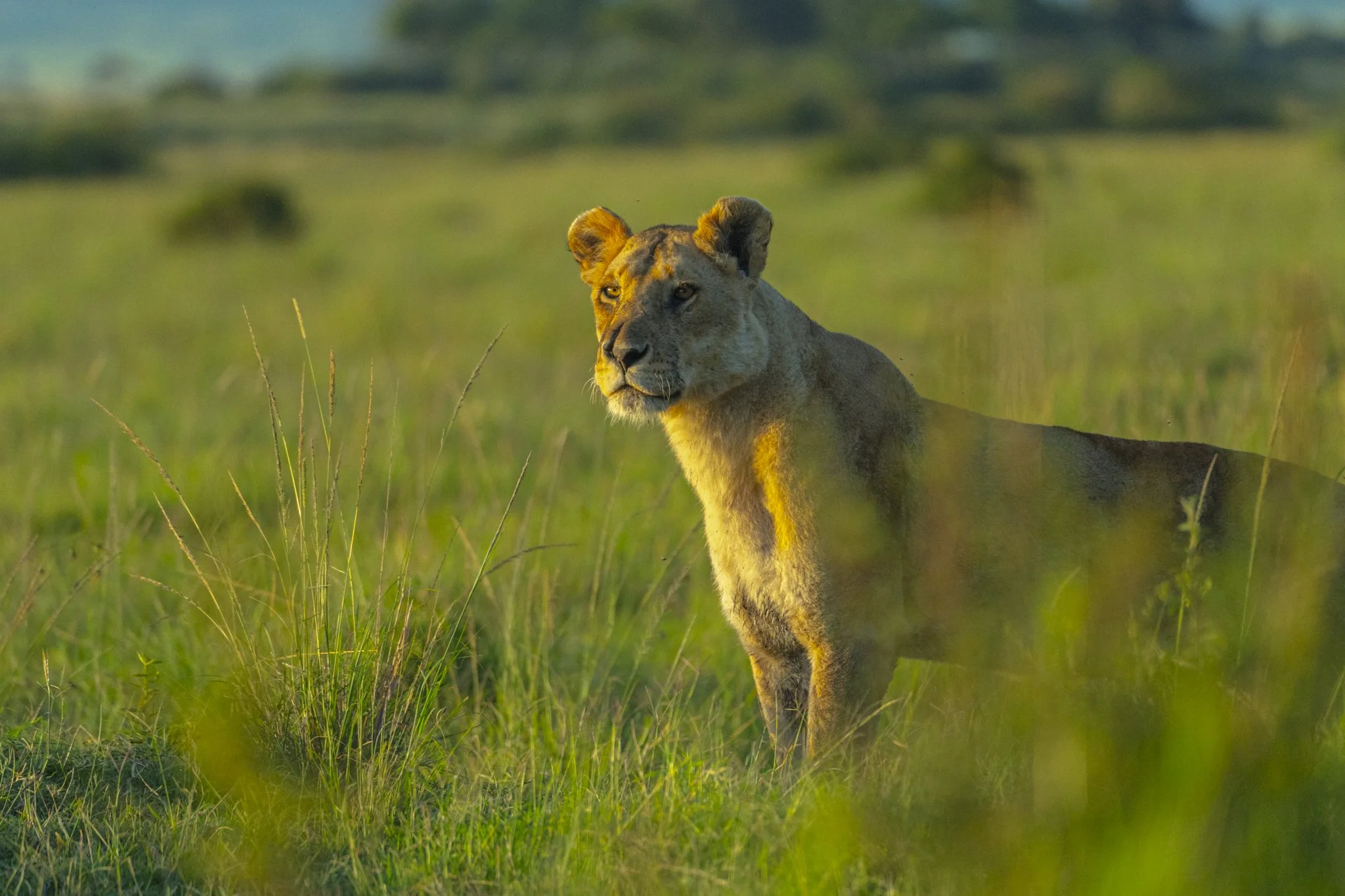 Mara Lion