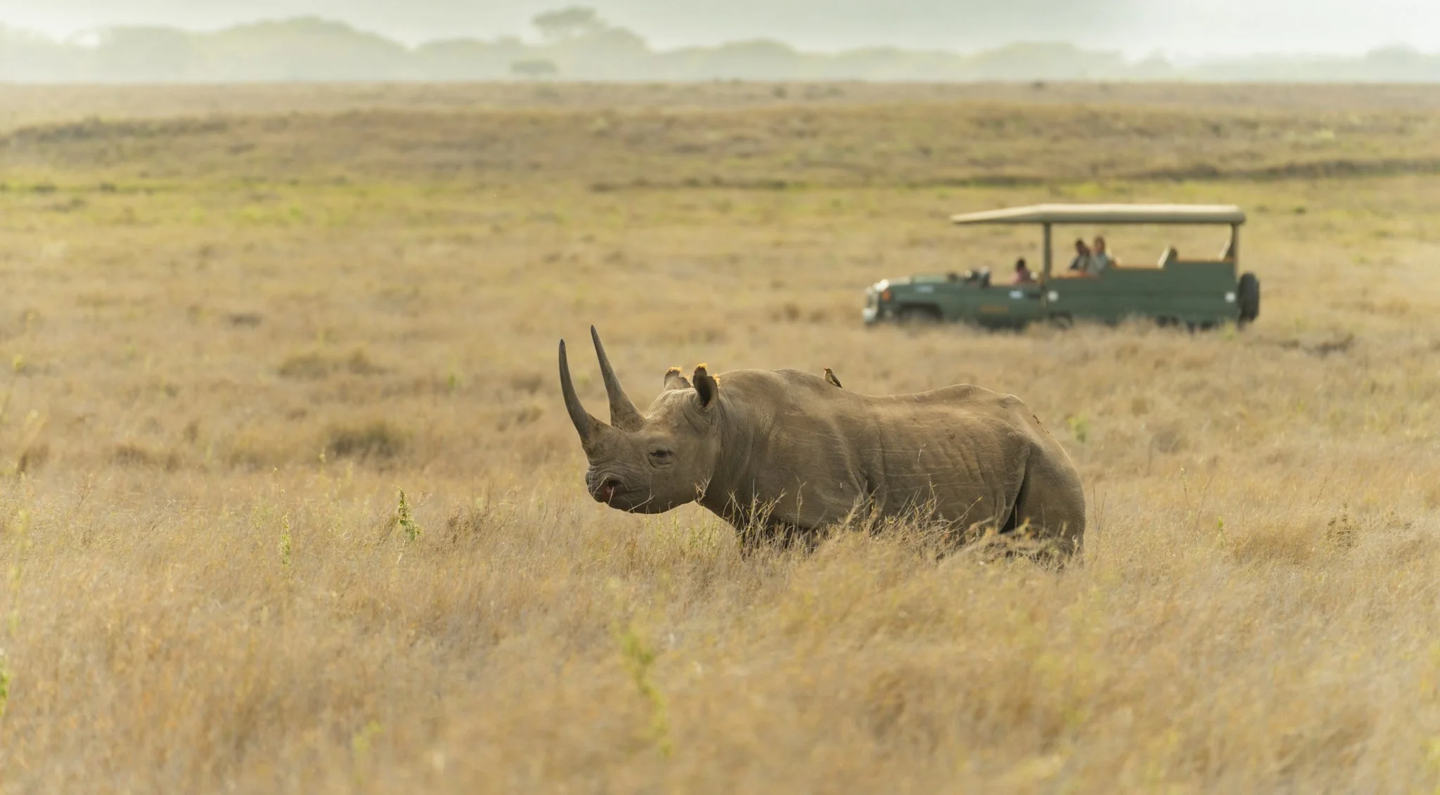 The endangered eastern black rhino at Lewa Wildlife Conservancy with guests in the background in a safari vehicle.