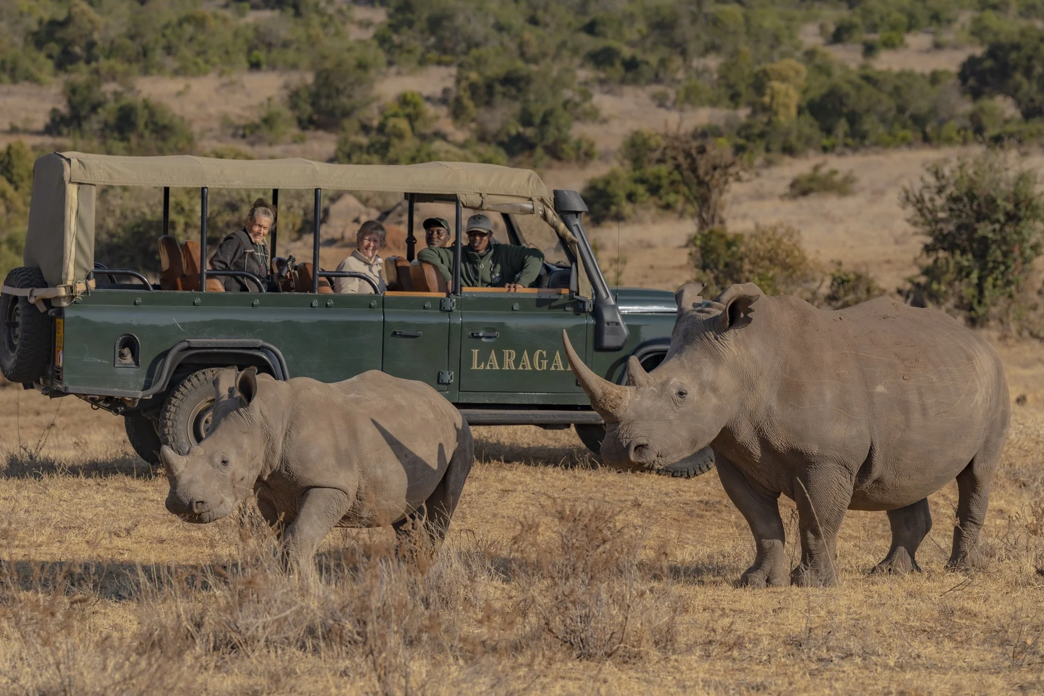 white rhinos at borana conservancy