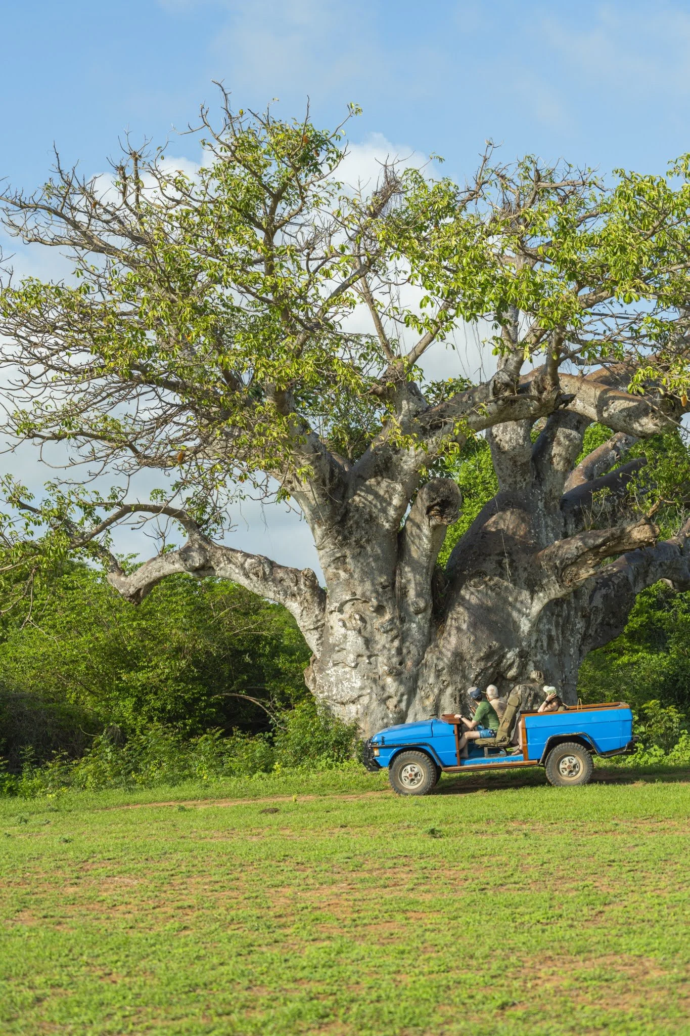 People riding in a blue open-top vehicle past a large tree with both green and bare branches during daytime.