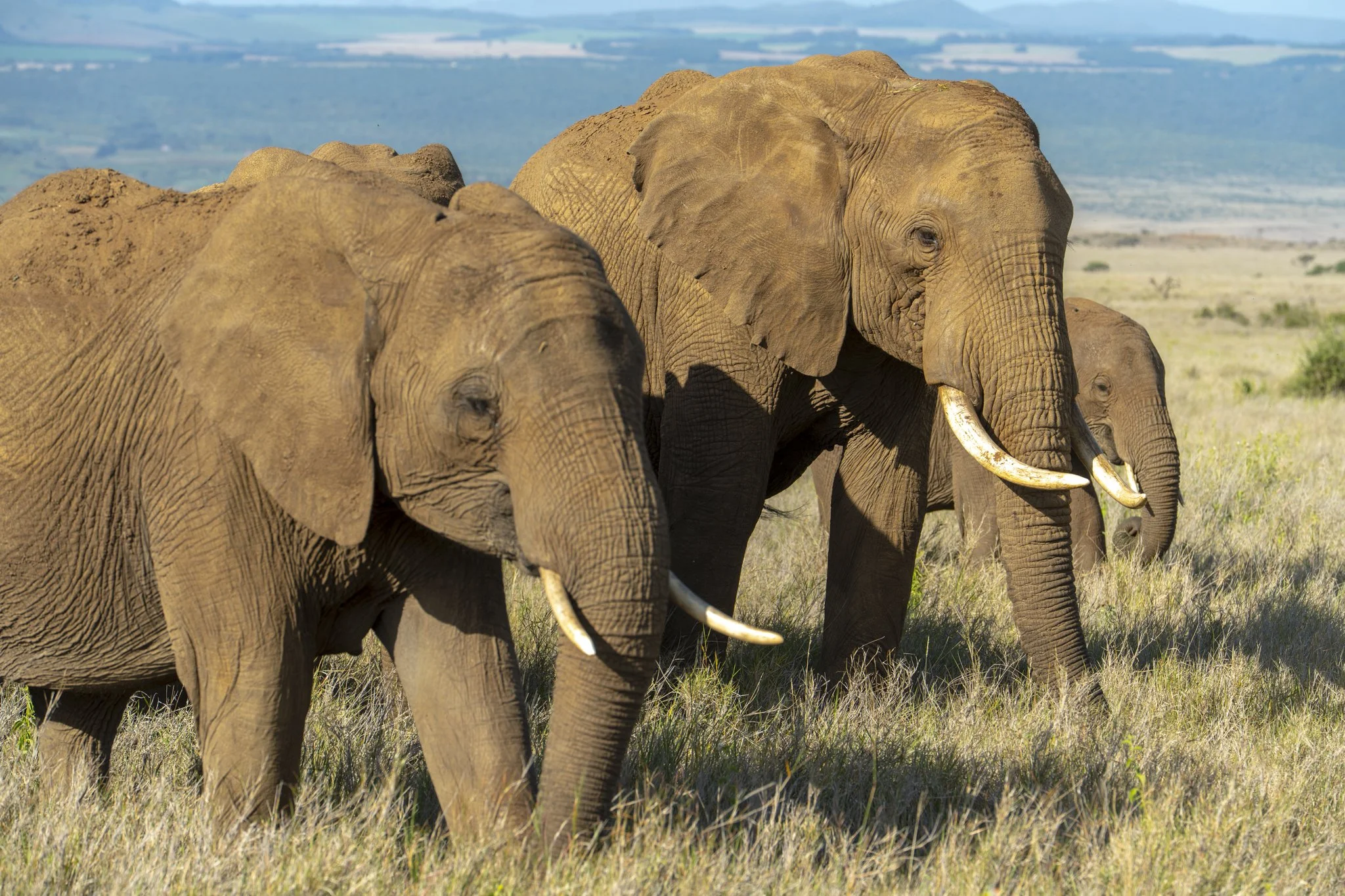 A herd of elephants at Lewa Wildlife Conservancy during The Long Run AGM held at Sirikoi Lodge.