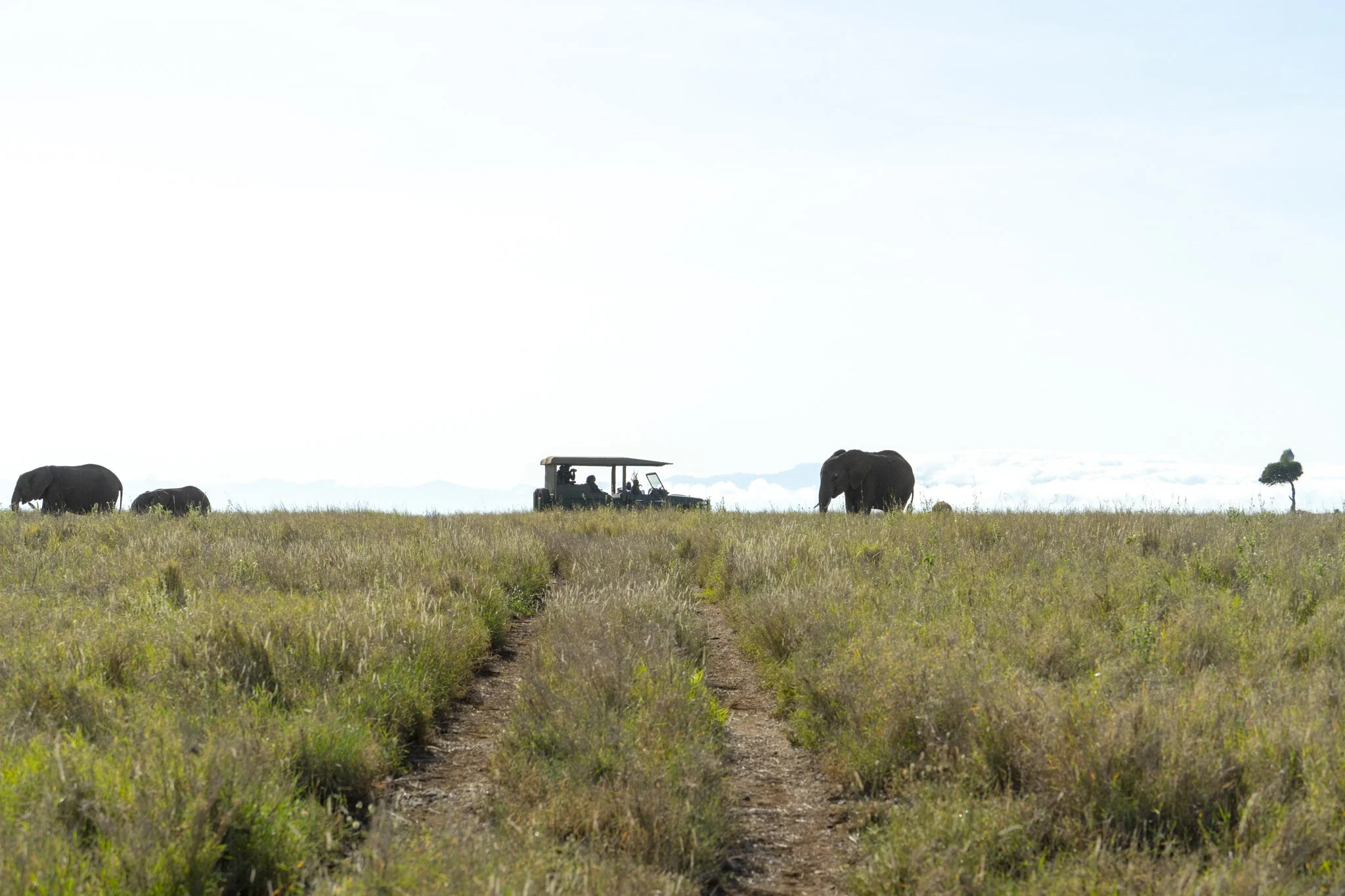 Game drive at Lewa Wildlife Conservancy with Sirikoi's game vehicle near a herd of elephants.