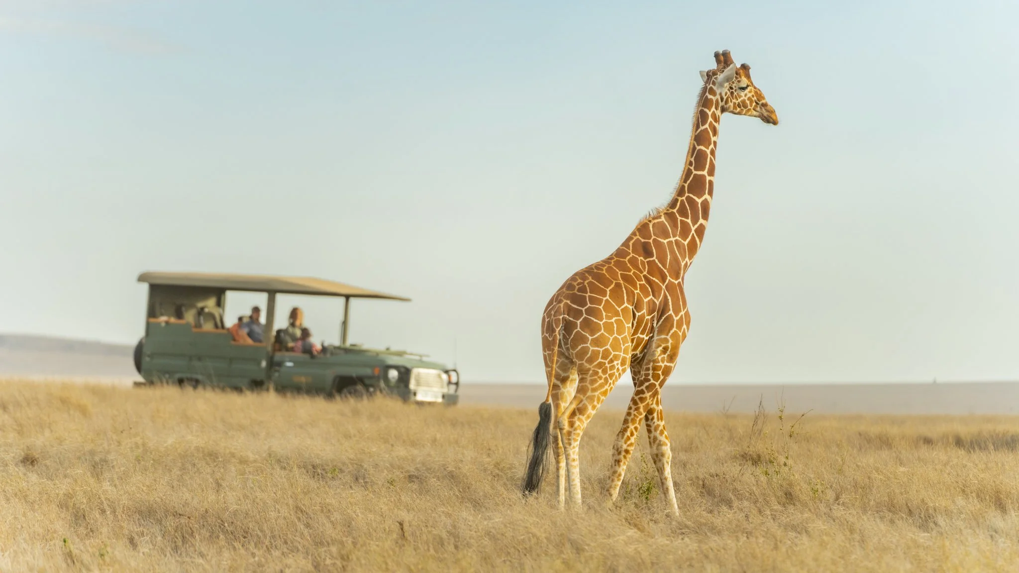 reticulated-giraffe-lewa-conservancy.jpg