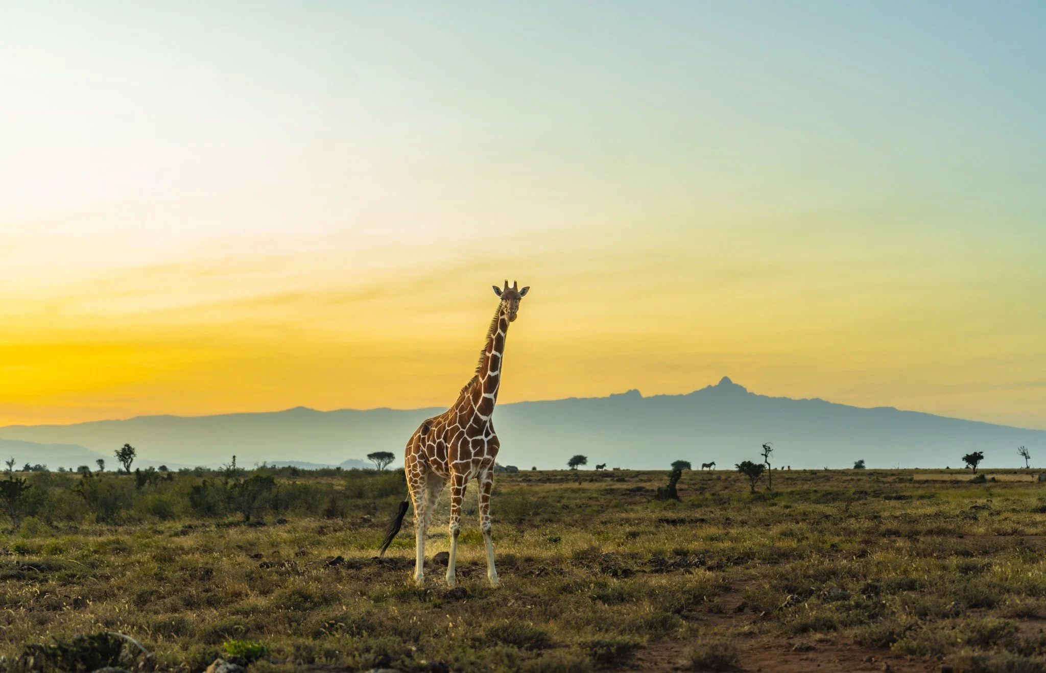 Reticulated Giraffe and Mt Kenya